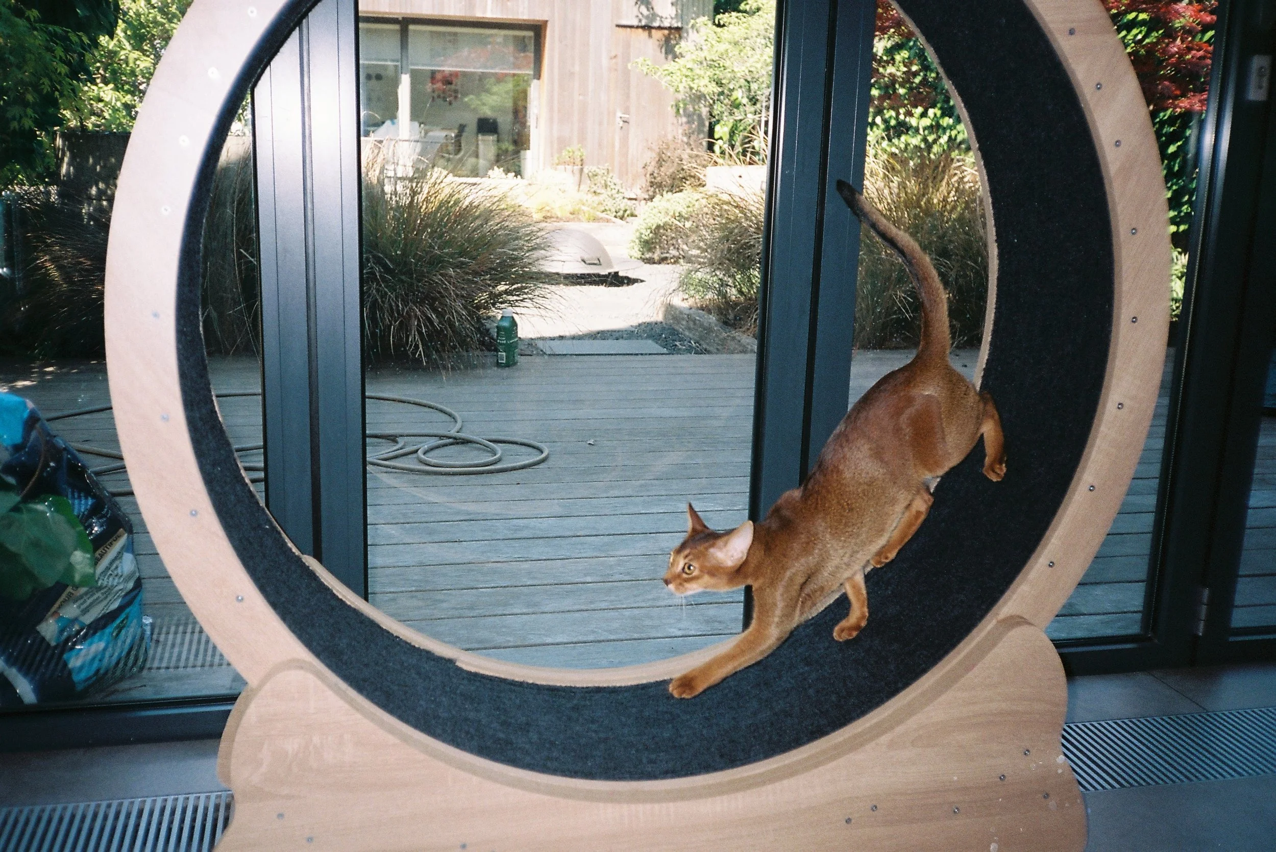 Cat. Battersea, London.