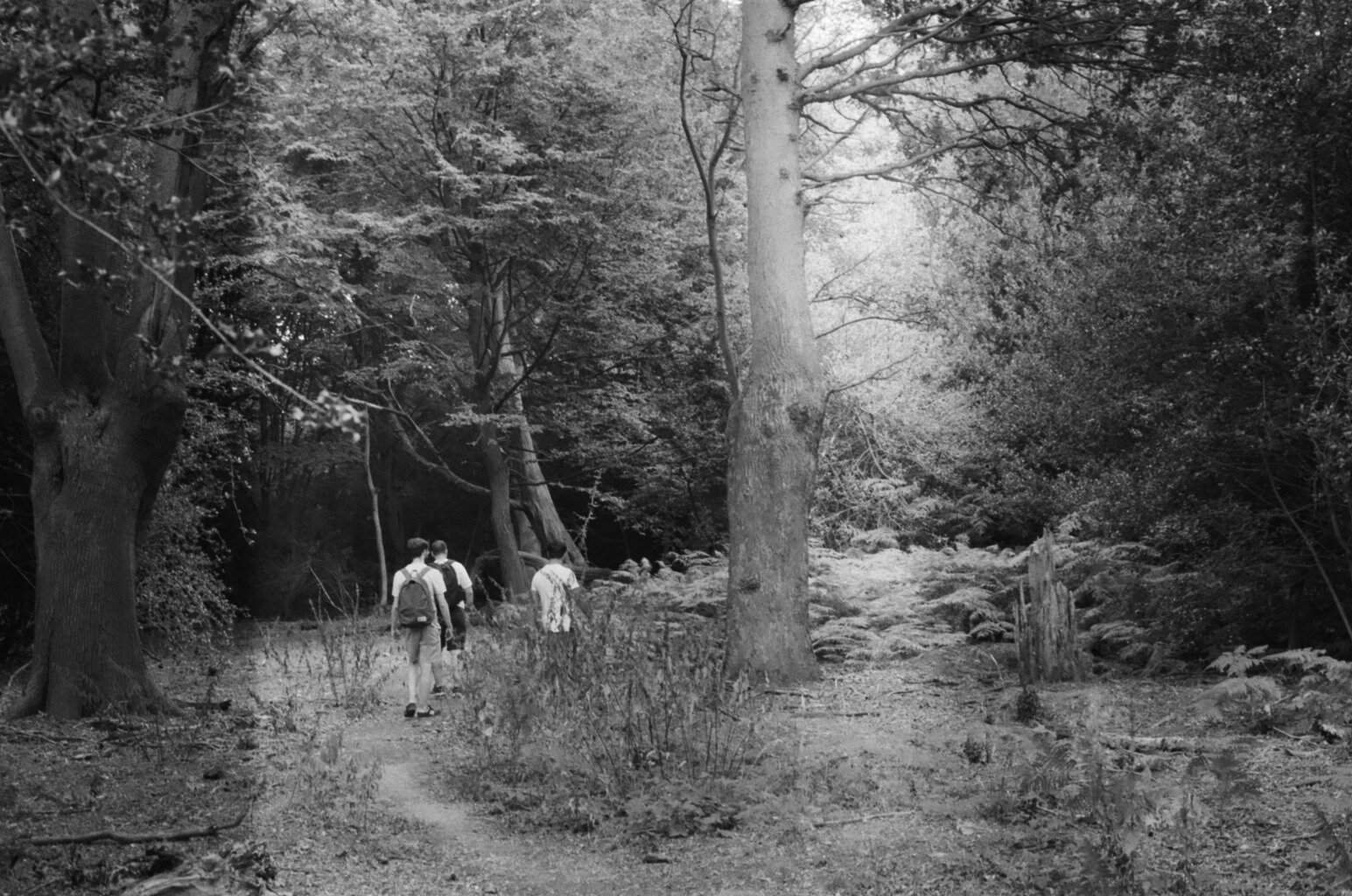 Epping Forest, Walthamstow, London.