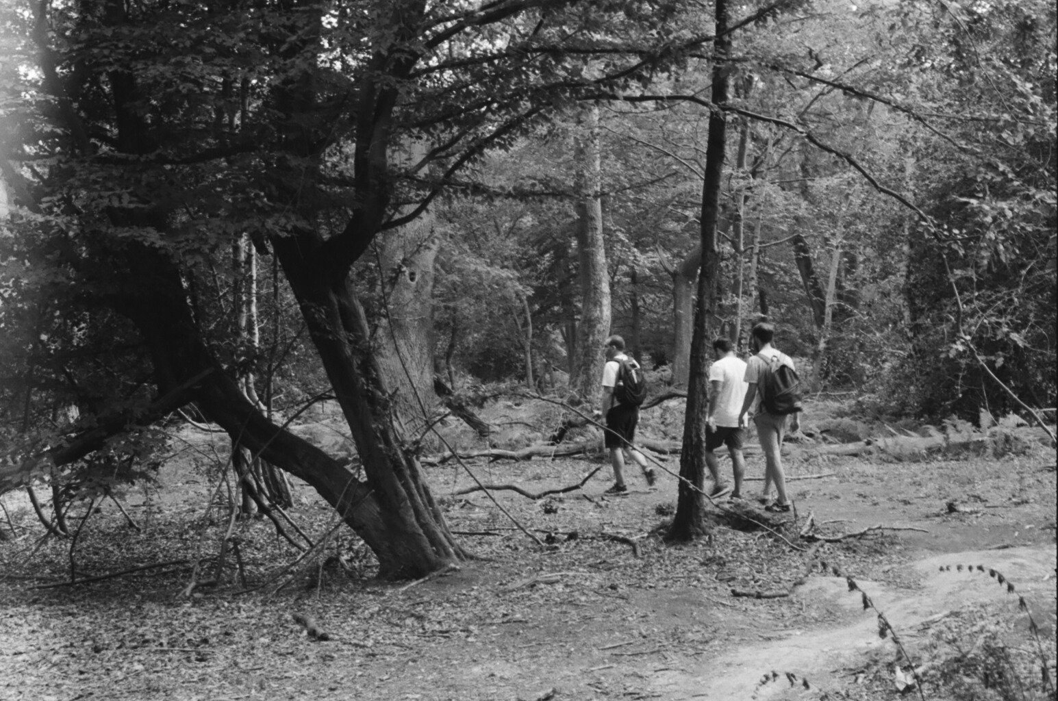 Epping Forest, Walthamstow, London.