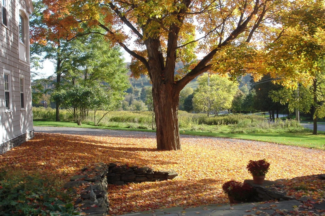 Front of house Fall leaves.jpg