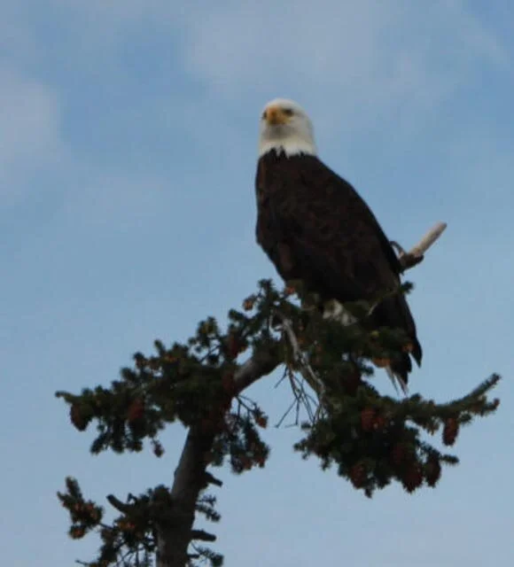 IMG_1554.jpg