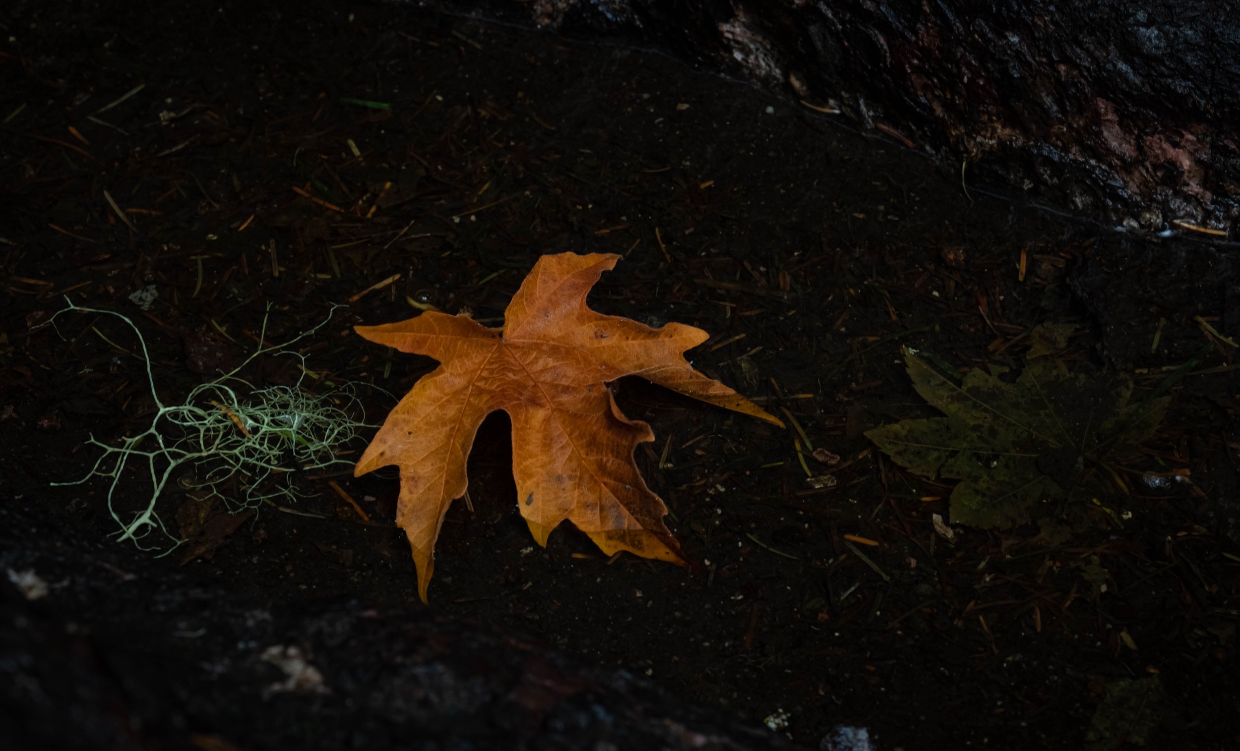 Autumn Leaf