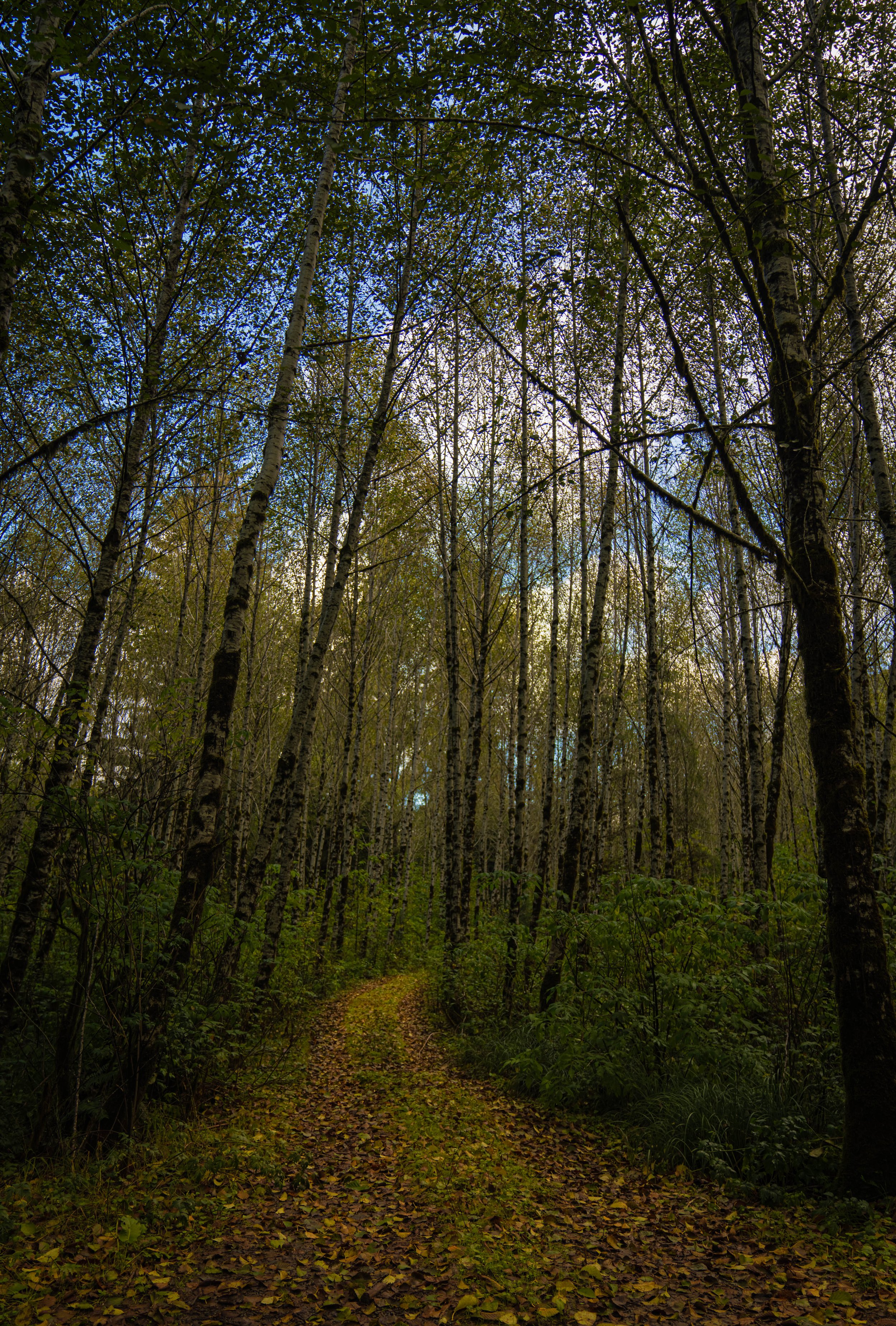 Pacific Northwest Autumn Trail