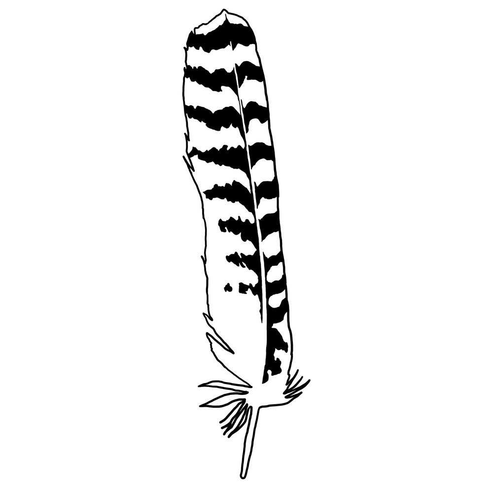 Juvenile Red Tailed Hawk Feather Vinyl Decal Cindy Fry Art