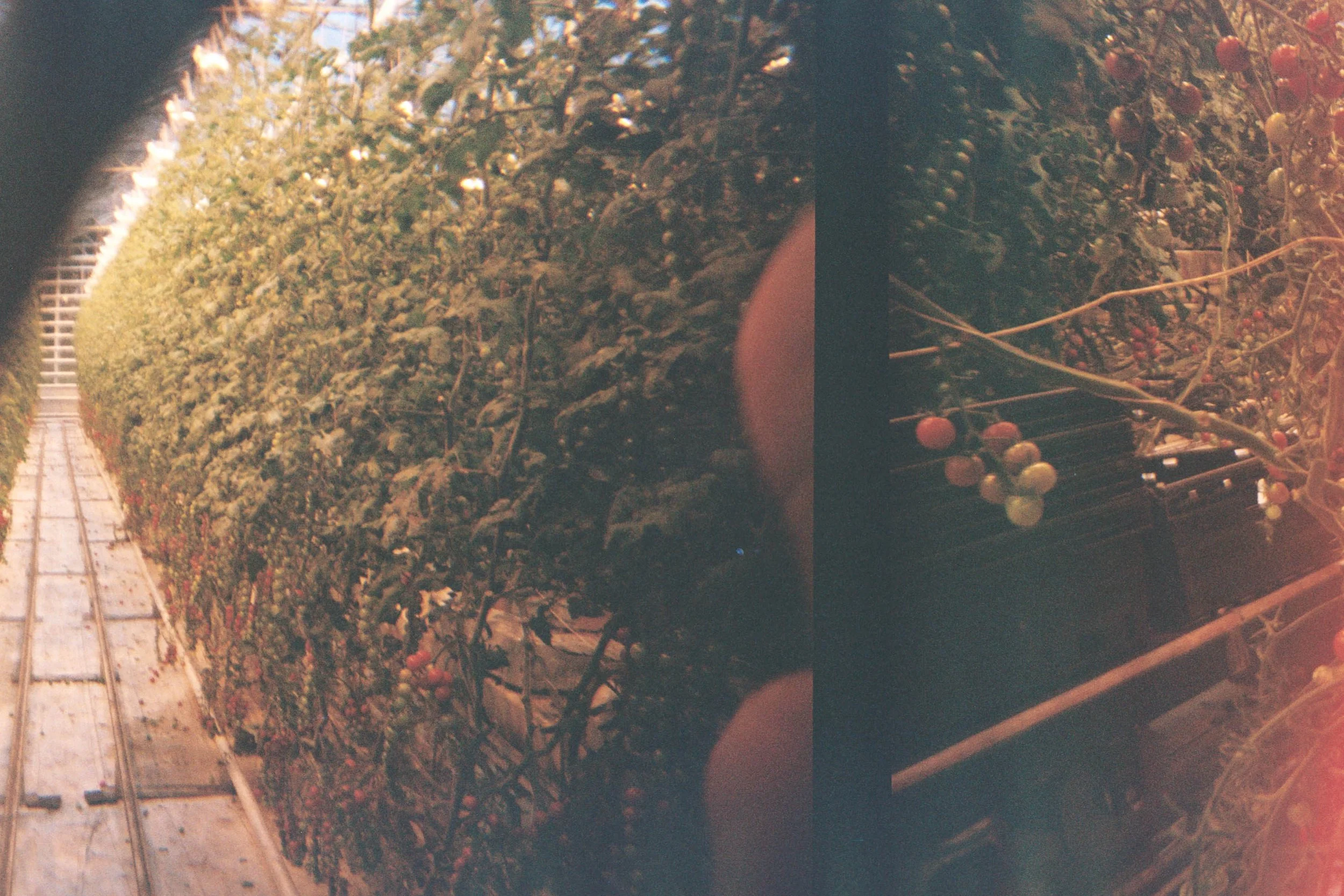 Cool Greenhouse Hiccup.jpg