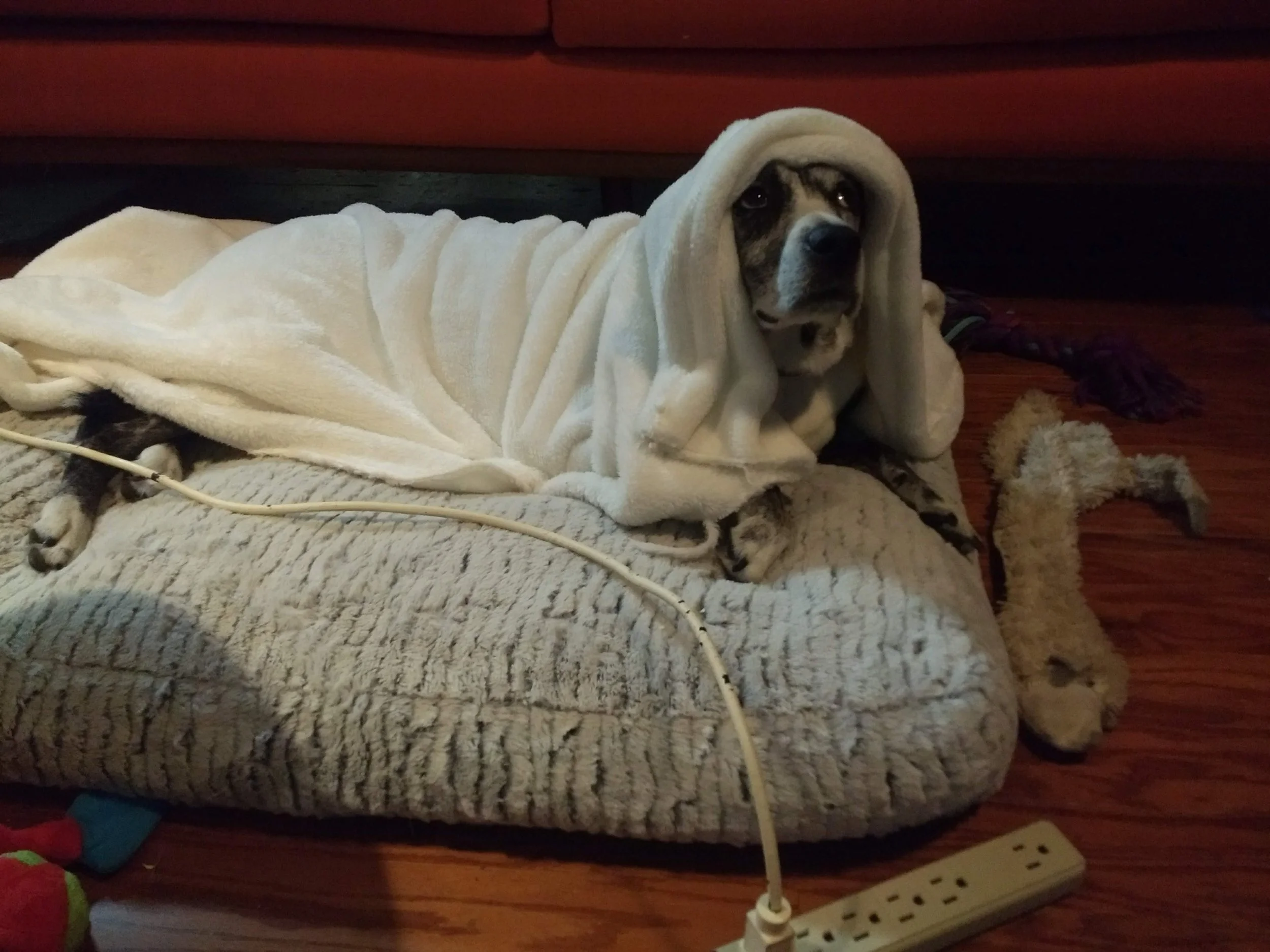 Laika taking a rest, after her big scene.