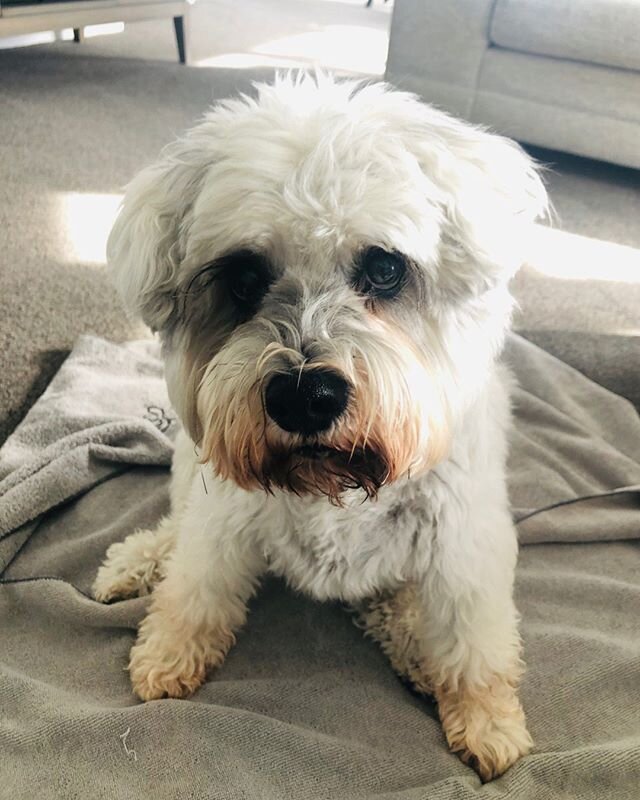 Lovely to massage the gorgeous Bella today, she has done well during lockdown but the massage today was much needed 🙌🏻🐾🐶🧡 #CanineMassage #MyofunctionalMassage #Wellbeing #Mobility #DogMassage #BetterLife #Auckland #NewZealand#rehab