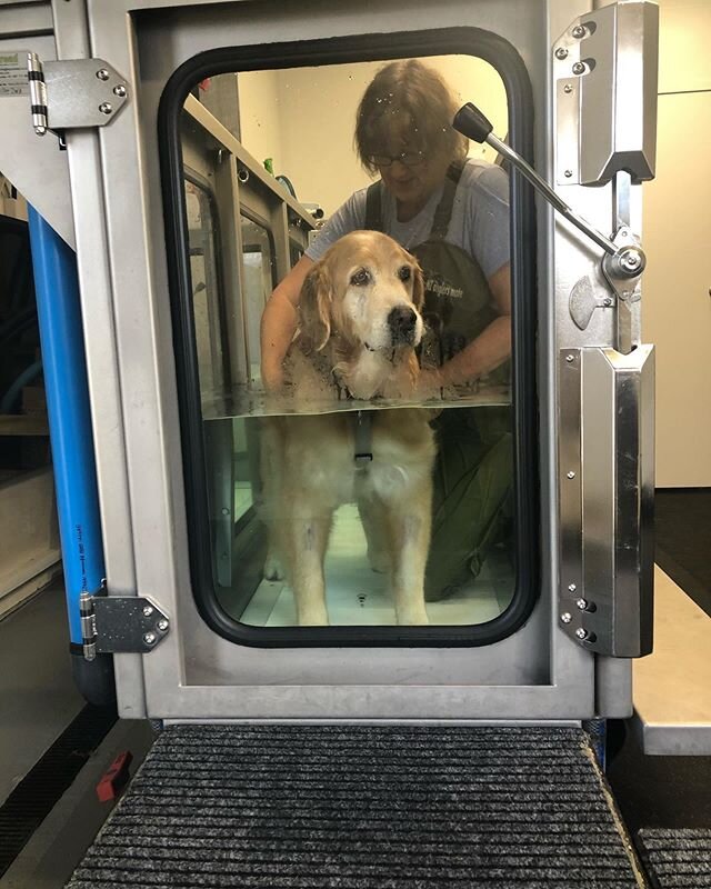 Today my 13 year old Golden Retriever Shelby started hydrotherapy to build muscle in his hind legs.  Hydrotherapy and Canine Myofunctional Therapy work so well together.  Perfect for managing a dog with arthritis and other mobility issues 💙🐾🐶 Than