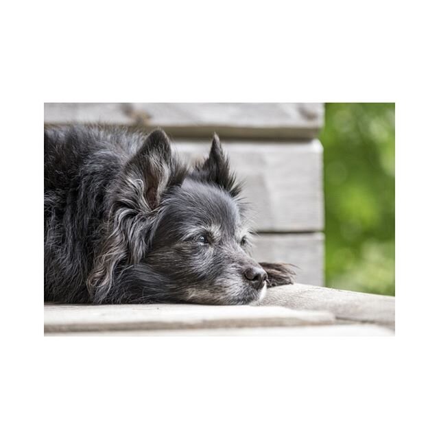 SIGNS OF JOINT PAIN IN YOUR DOG 🐶⠀⠀⠀⠀⠀⠀⠀⠀⠀
🐾Appears lazy (lost interest in playing)⠀⠀⠀⠀⠀⠀⠀⠀⠀
🐾Not wanting to go for walks⠀⠀⠀⠀⠀⠀⠀⠀⠀
🐾Not wanting to jump ⠀⠀⠀⠀⠀⠀⠀⠀⠀
🐾Cranky, growls occasionally ⠀⠀⠀⠀⠀⠀⠀⠀⠀
🐾Sleeping more⠀⠀⠀⠀⠀⠀⠀⠀⠀
Dogs do not have to