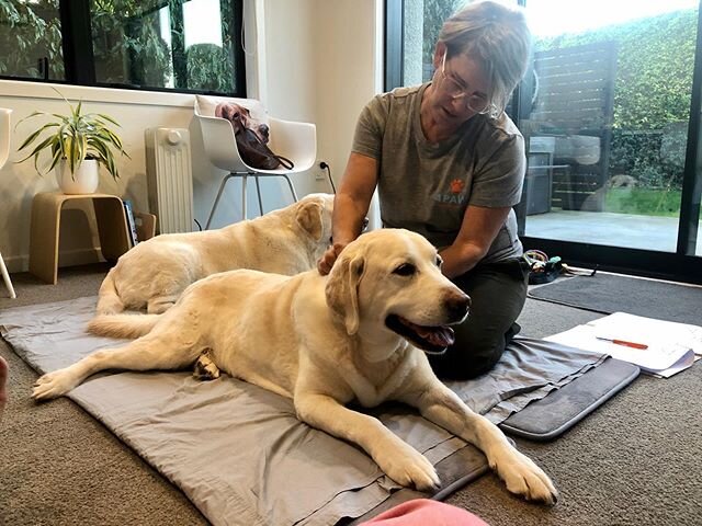 Always a good day when Hercules and Odie come for their monthly Canine Myofunctional Massage.  They have a fantastic regime that keeps them healthy, mobile and active.  Their Mum and Dad are the best owners 🧡🧡🐶🐶🐾🐾#rehab #DogMassage #CanineMassa