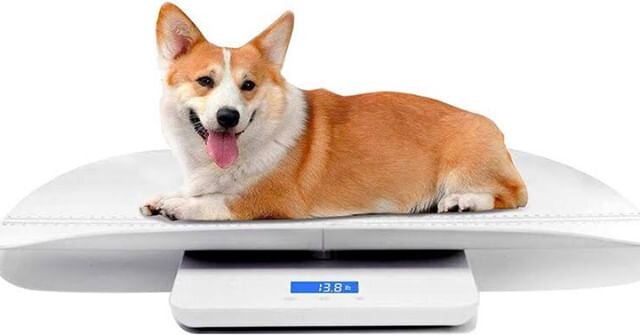 Why is weight management  so important for your dog with arthritis?
🐾Overweight dogs produce more inflammatory cells
🐾Inflammation leads to more pain
🐾Being overweight increases
load on joints
🐾increased joint load leads to diseased joints
🐾Dise