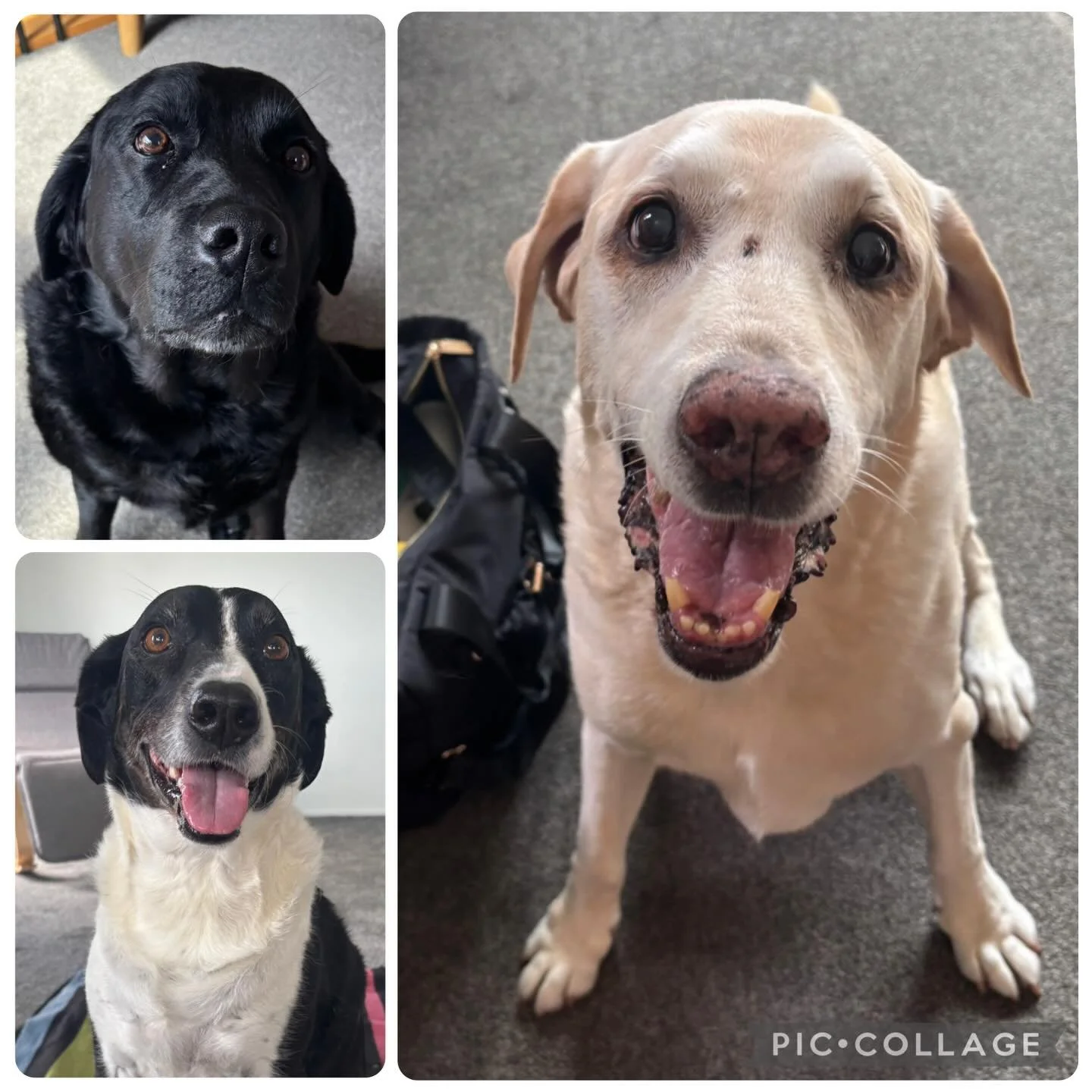 Massage Monday for Harry, Belle and Deo today.  All of these dogs are also on our incredible full spectrum hemp oil 💚#dog #dogarthritis #dogmassage #doghemp #hemp