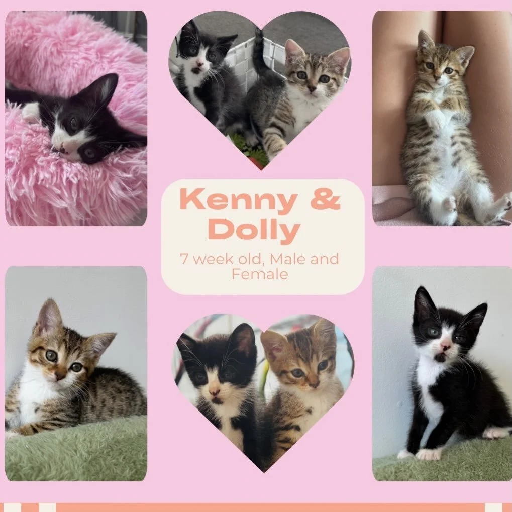 These two are a bonded pair, so we&rsquo;d love for them to go to a home together where they can keep each other company.
💙Kenny (boy) - the ultimate purr machine who will do anything for a pat. His meow is loud and lets you know what he wants and w