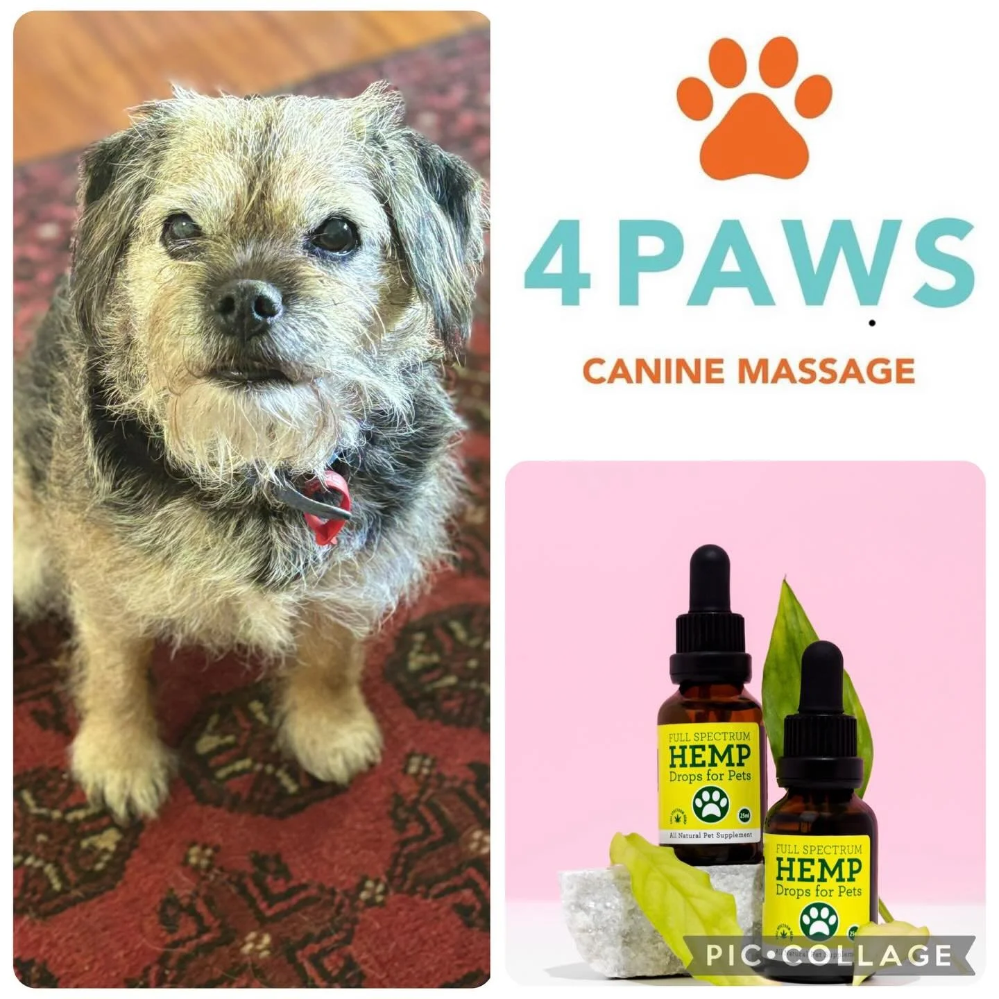 Monthly massage today for Tinker and a restock of her hemp oil.  Hemp oil has many benefits including improved coat/skin health, reduced inflammation, joint pain relief, enhanced digestion, and increased anxiety reduction. Rich in Omega-3 and Omega-6