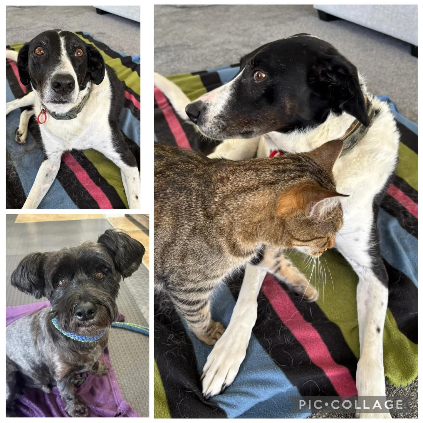 Massage day for Deo and Java 🐶🐶🧡🧡#dog #dogmassage #canine #caninemassage