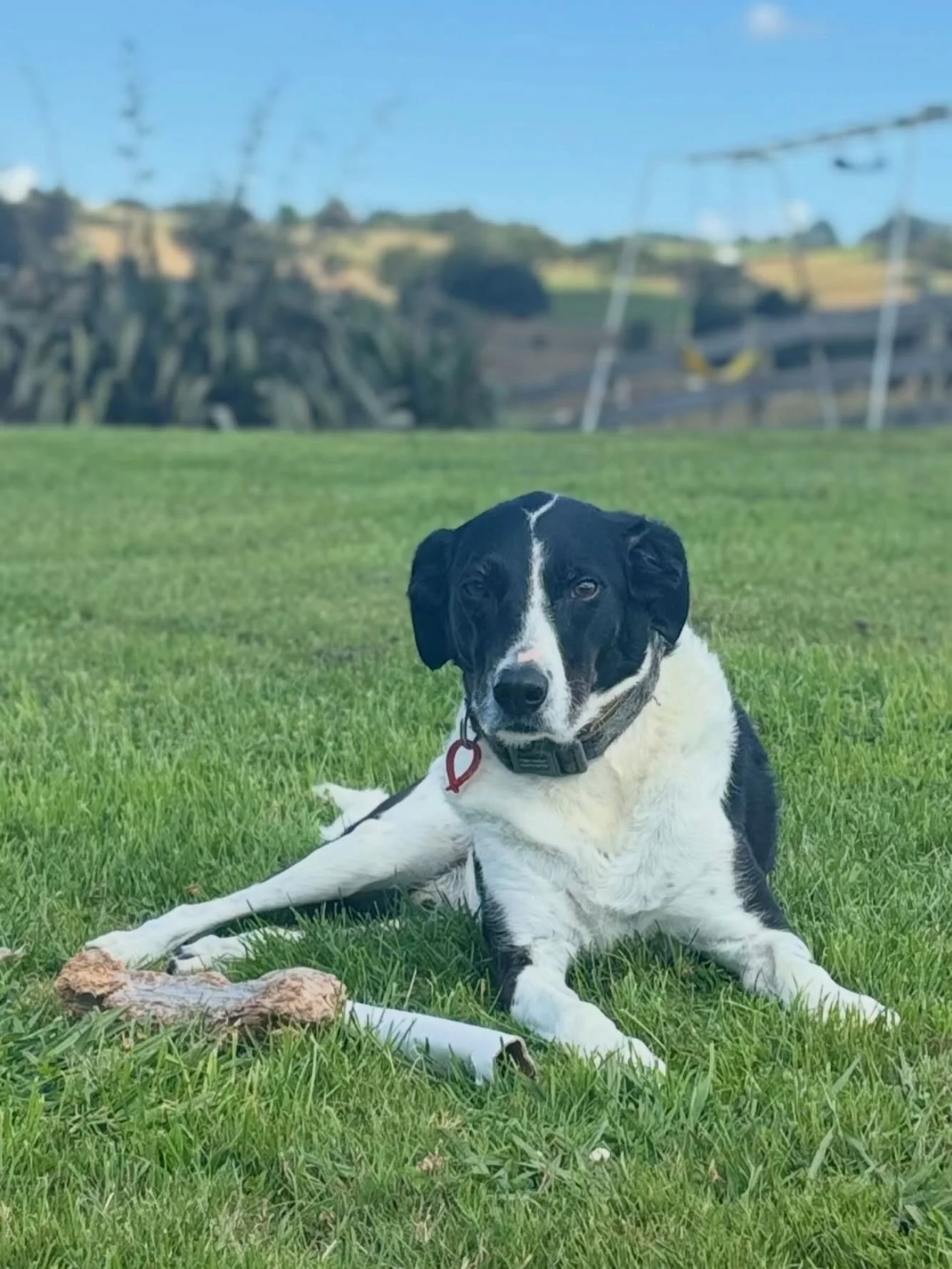 My buddy Deo so handsome chilling after his massage 🧡🐶#dog #dogsofinstagram #caninesofinstagram #dogmassage #caninemyofunctionaltherapy