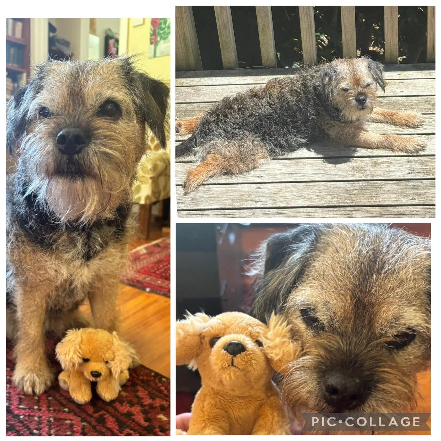 Massage today for sweet girl Tinker, always so wonderful to see her and her family 💖🐶 She was so relaxed afterwards we found her stretched out sunbathing 👙☀️