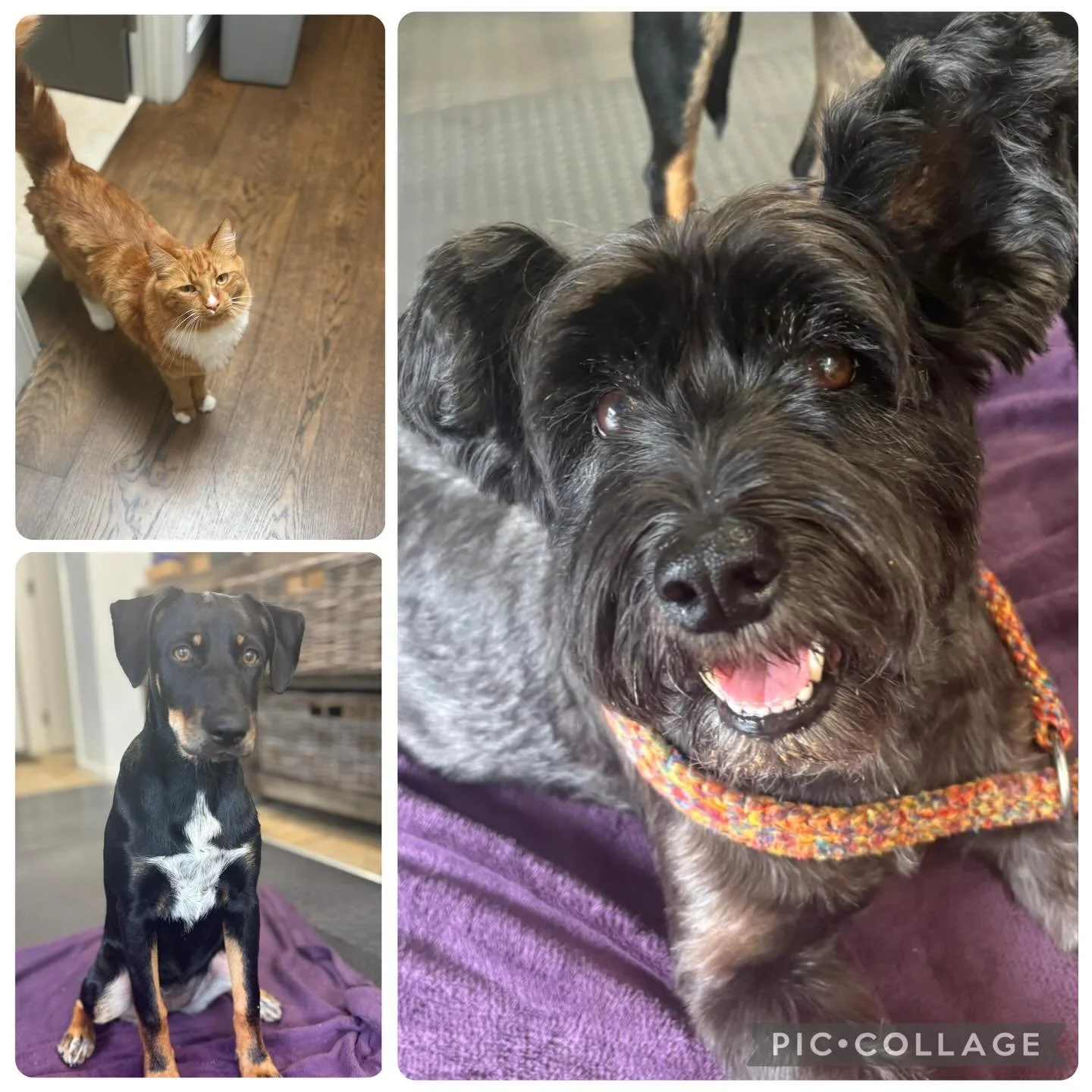 Great to massage Java today and see his siblings too, Jam is growing so much and she is such a sweet puppy 💖🐶🐶🧡😻#dogrescues #dog #dogmassage #catrescue
