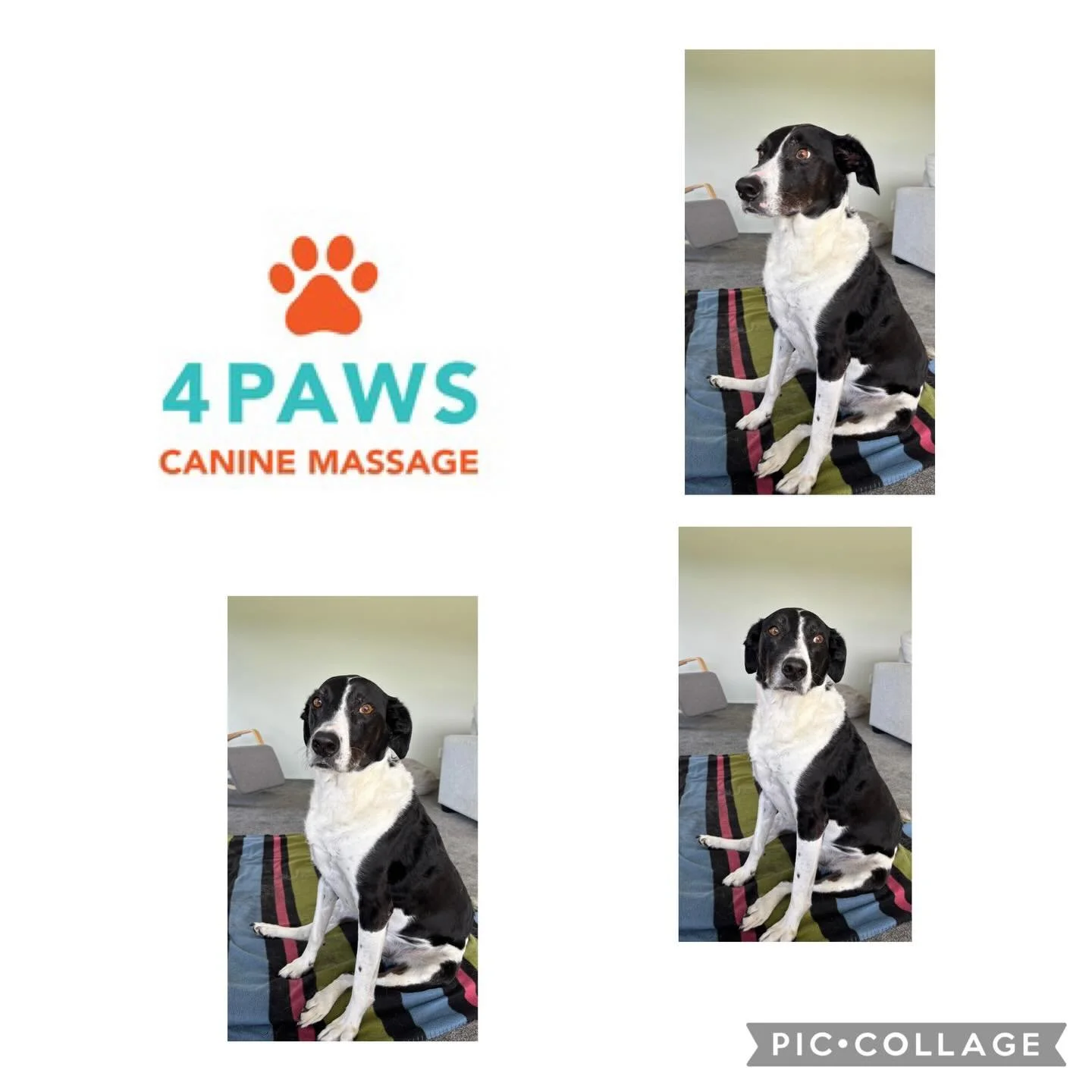 I have been massaging Deo since he was 3 years old in 2019 ❤️🐶 He was one of my first clients I massaged after I graduated.  Deo is massaged monthly, as when he was a young dog had several Patella surgeries.  He is a joy and I always love my visits 