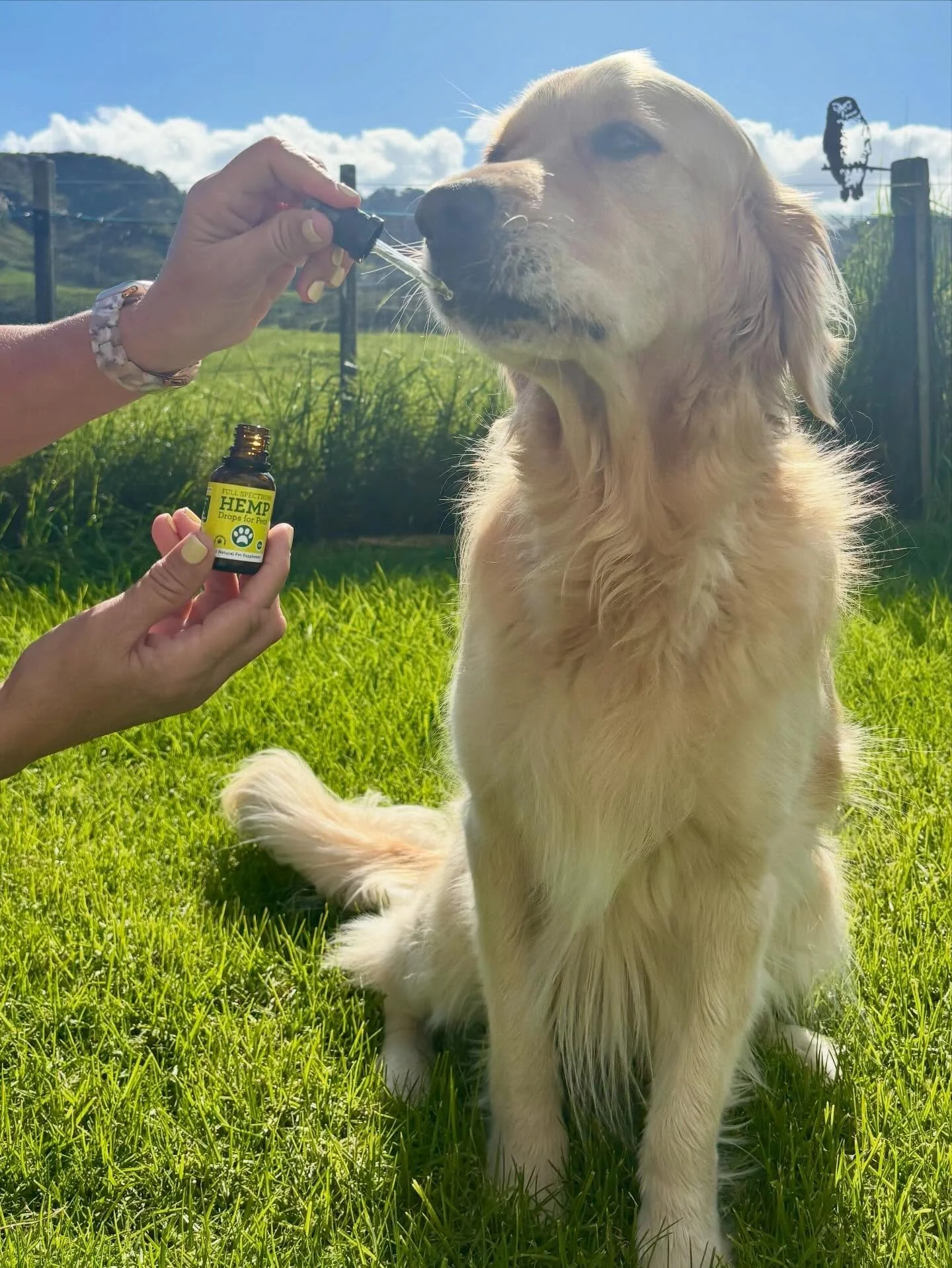 Obi has full spectrum pet hemp drops daily to help him move freely 💚🐶#pethemp #hemp #dog #dogarthritis #dogmobility