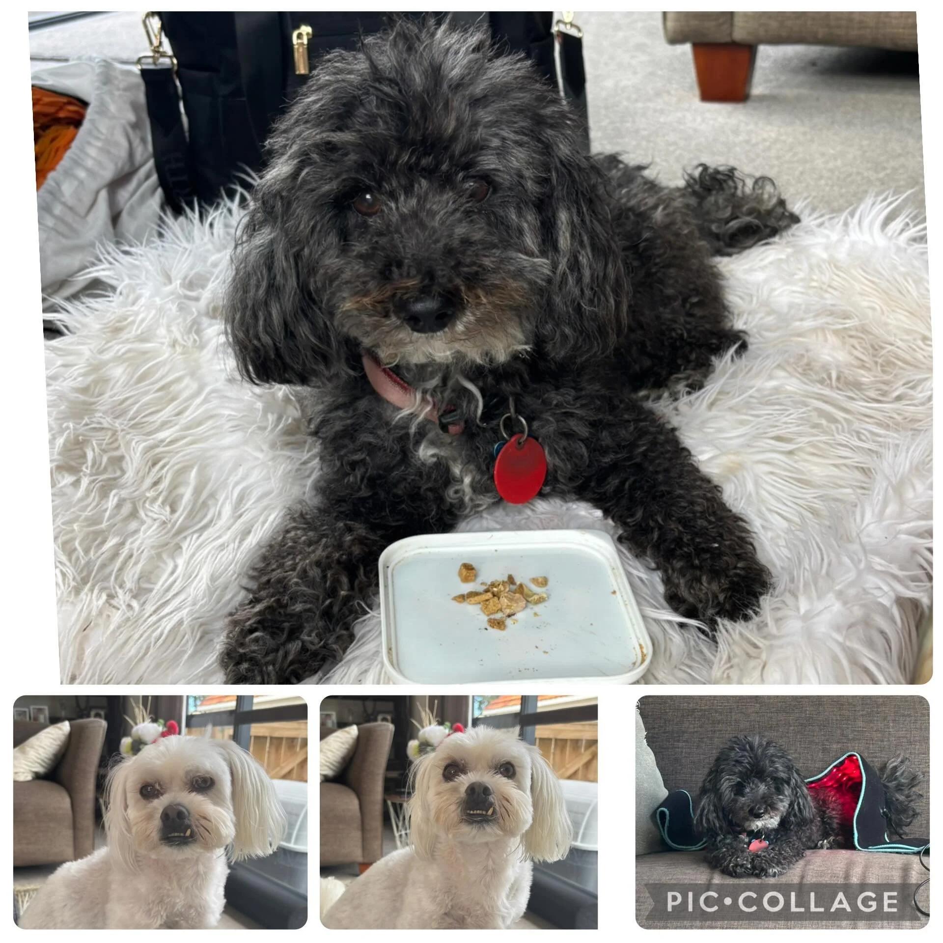 Massage day today for my favorite Brothers, Bodie and Kevin 🐶🐶❤️❤️#dog #dogmassage #canine #caninemassage