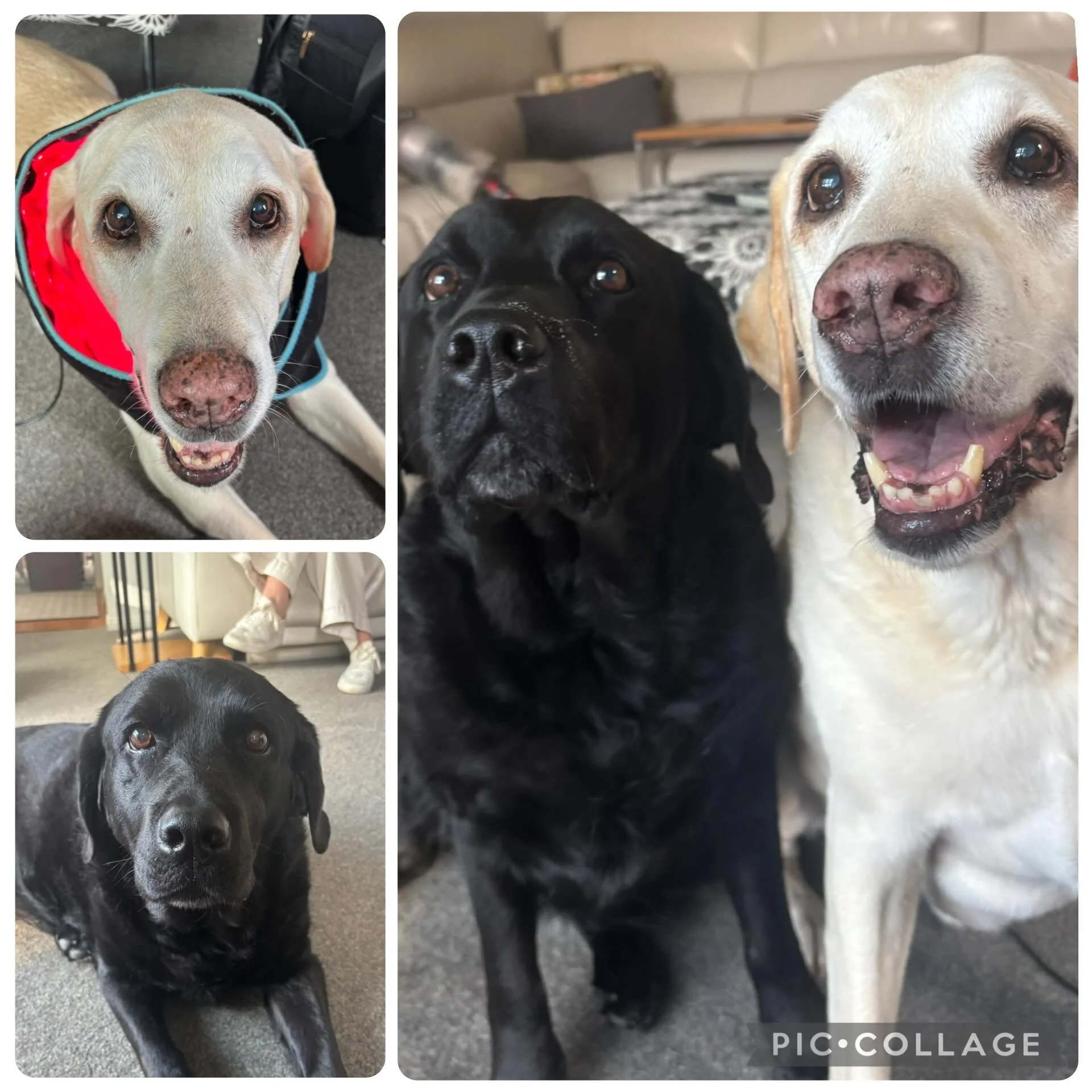 Massage day on Monday for these gorgeous bundles of Labrador energy&hellip;.Harry and Belle.  They both do really well on regular massage, doggy daily senior, coastal canine and full spectrum Hemp oil 🐶🐶❤️❤️#caninesportsmassagetherapy #dog #hempoil