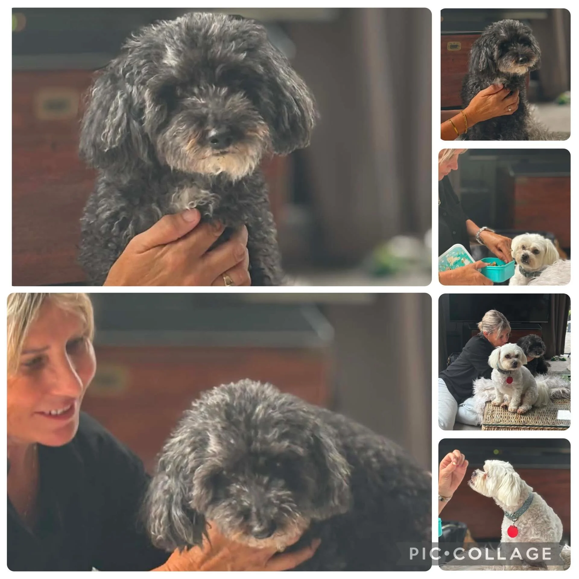 Massage today for my special buddy Bodie ❤️🐶 Kev got in on the treats portion of the massage 🤣❤️🐶#dogsofinstagram #dogmassage #canine #caninearthritis