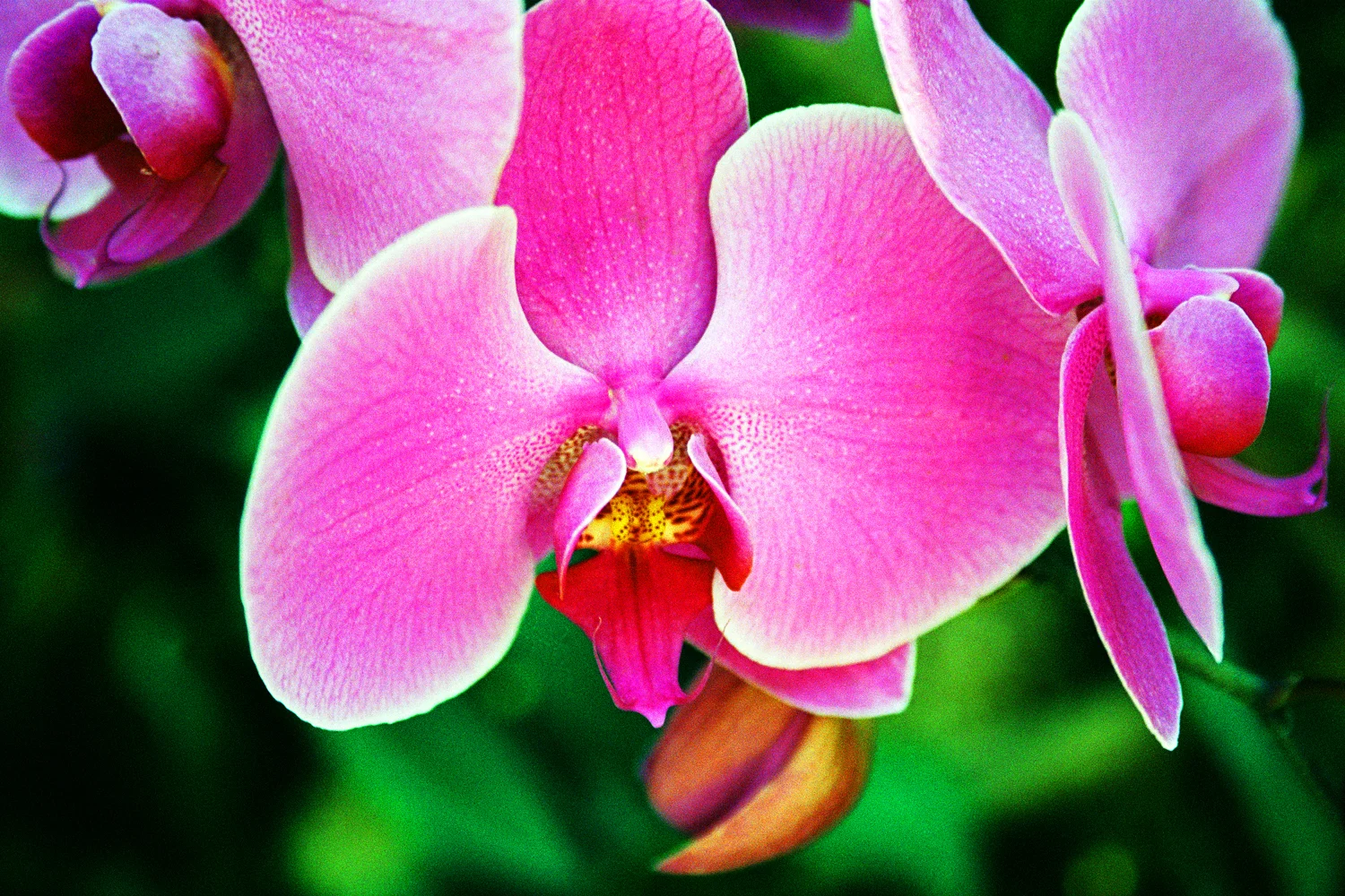 Chang Mai, Thailand