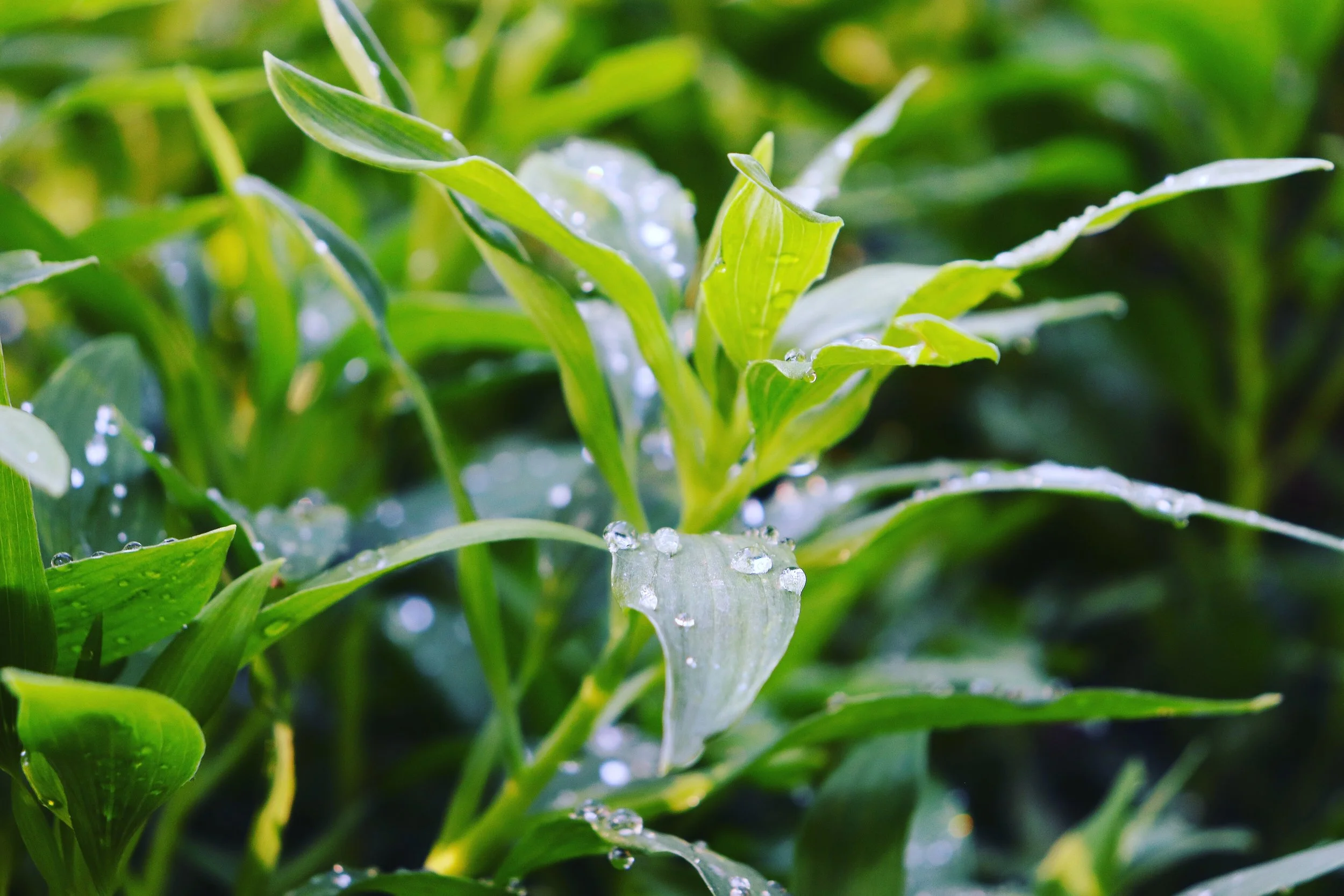 Los Angeles, California