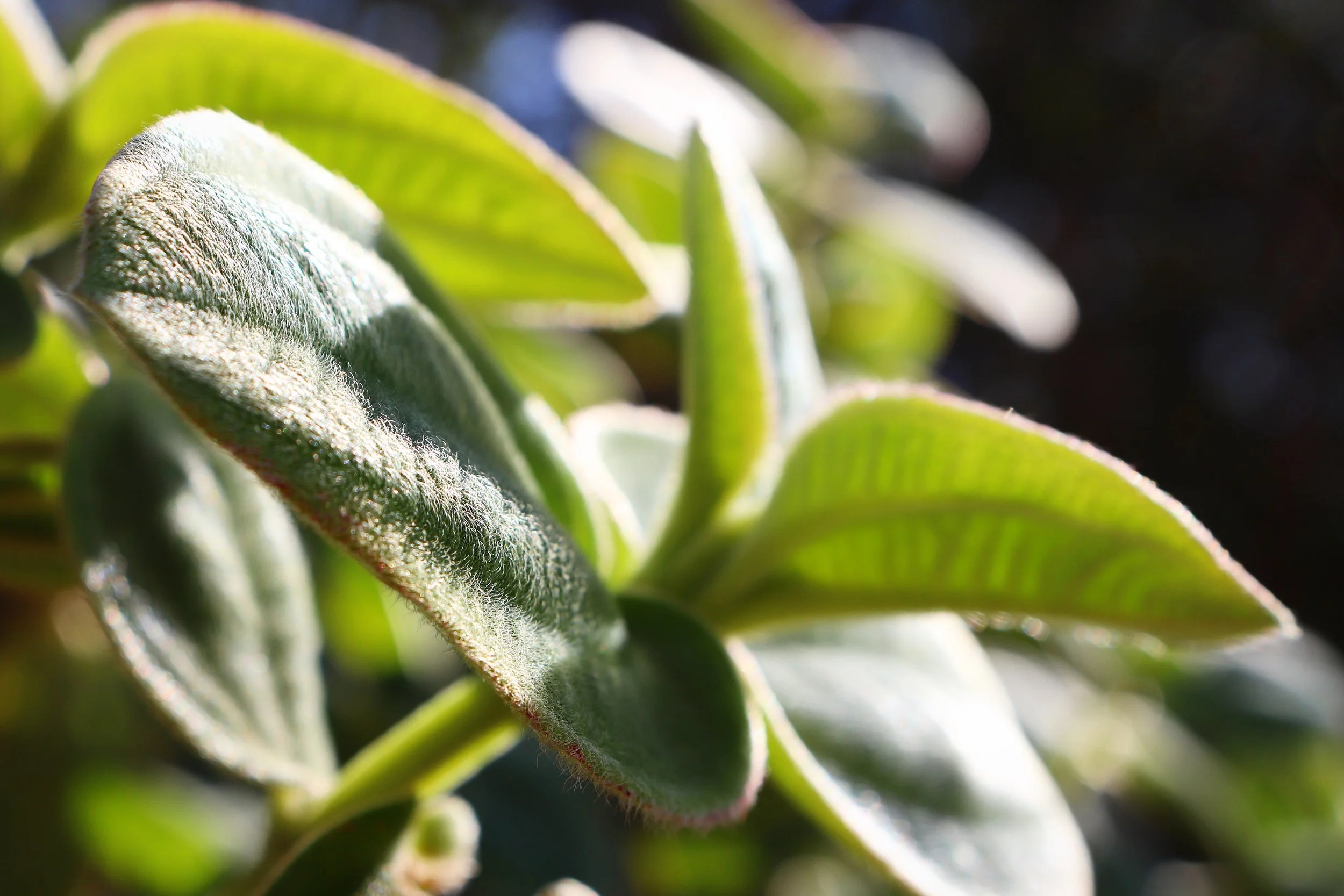 Brentwood, California