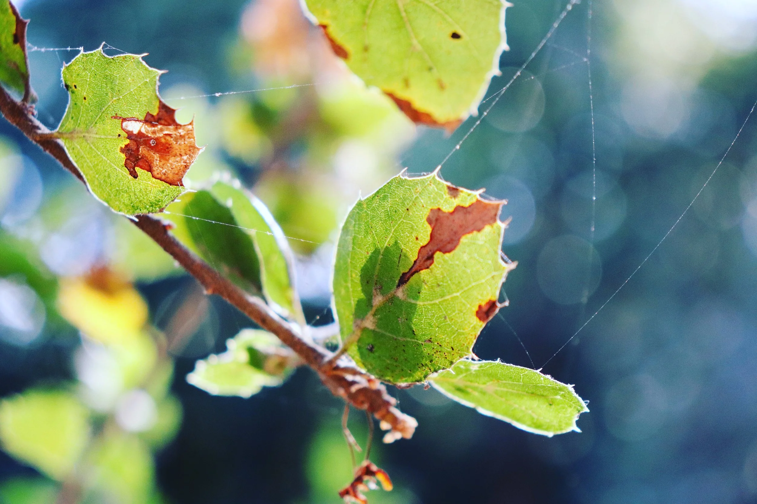 Pasadena, California