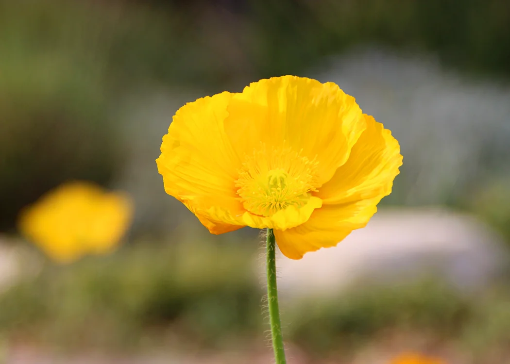 La Canada, California