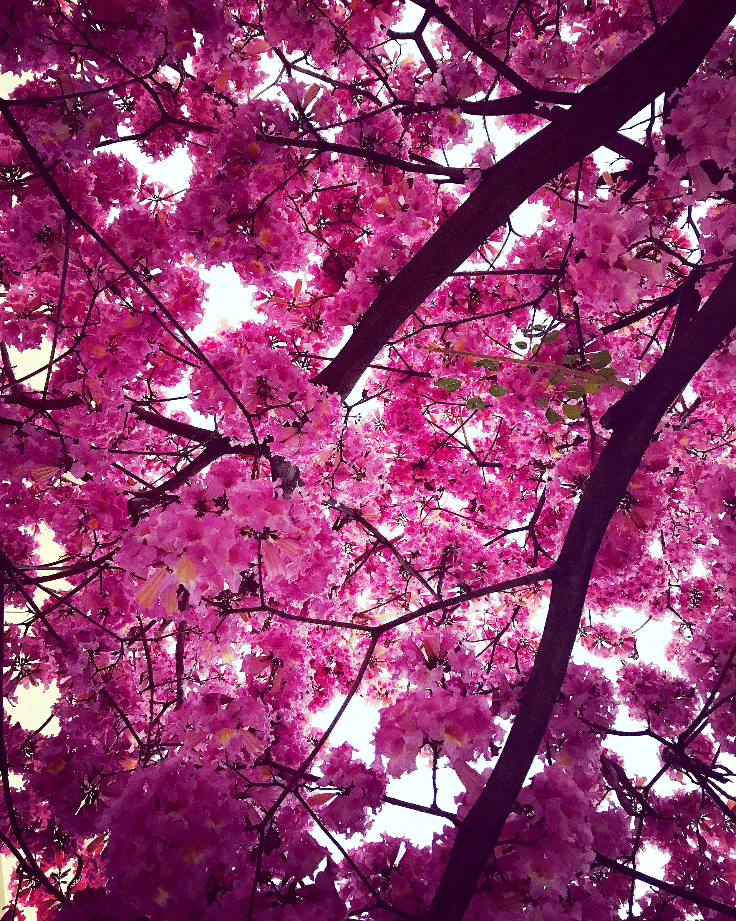 La Canada, California