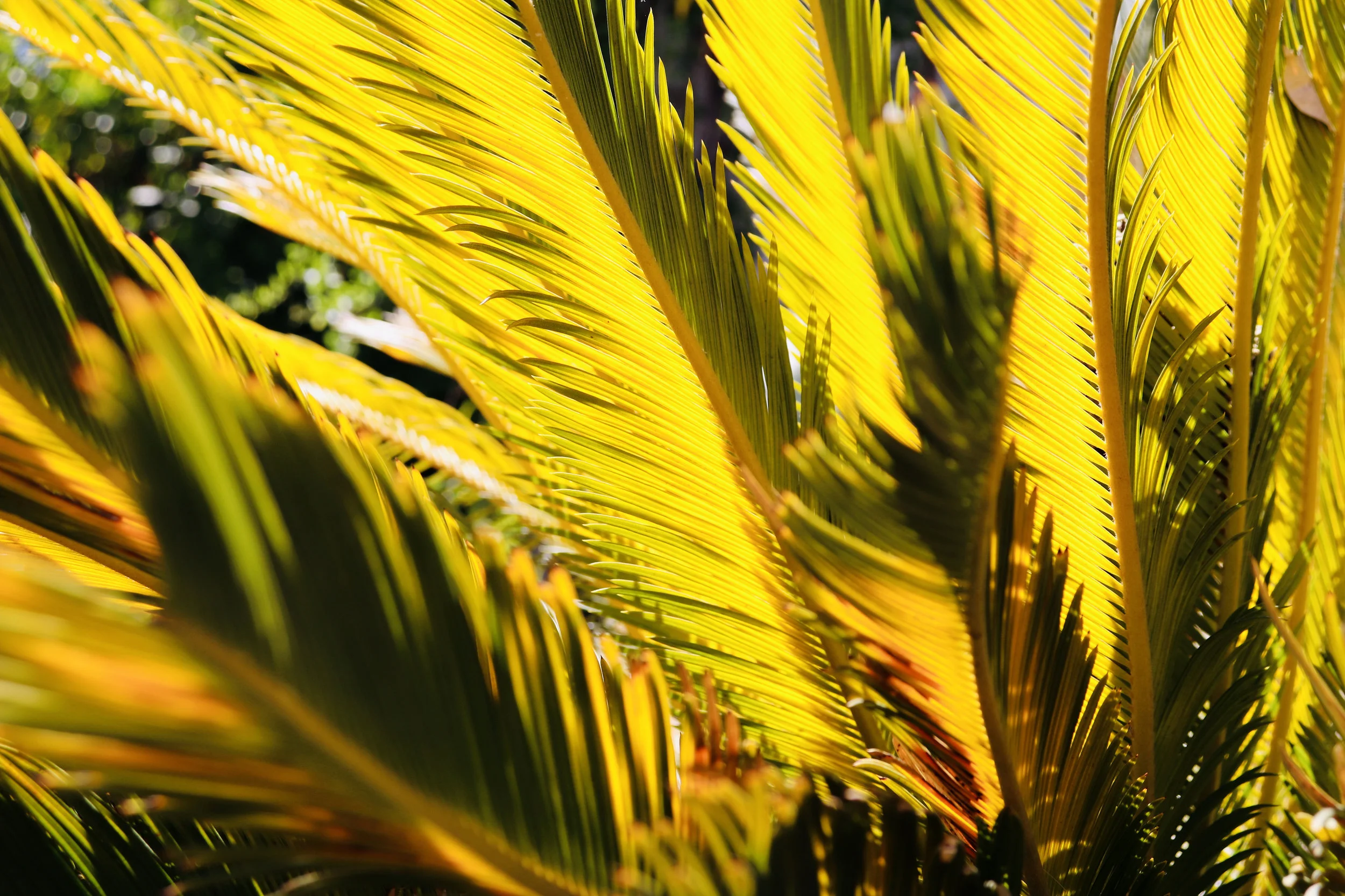 Palm Springs, California