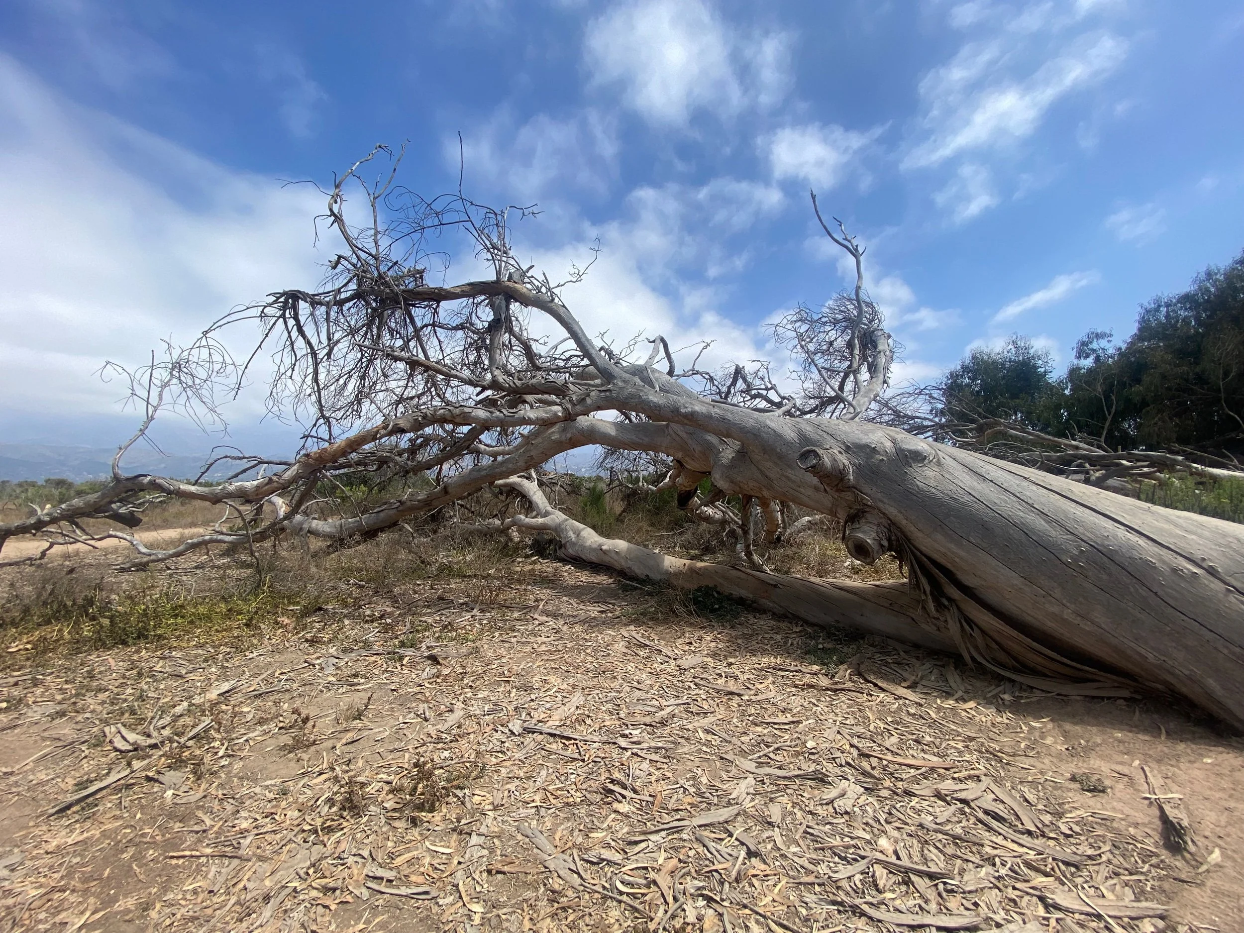 Carpinteria, California