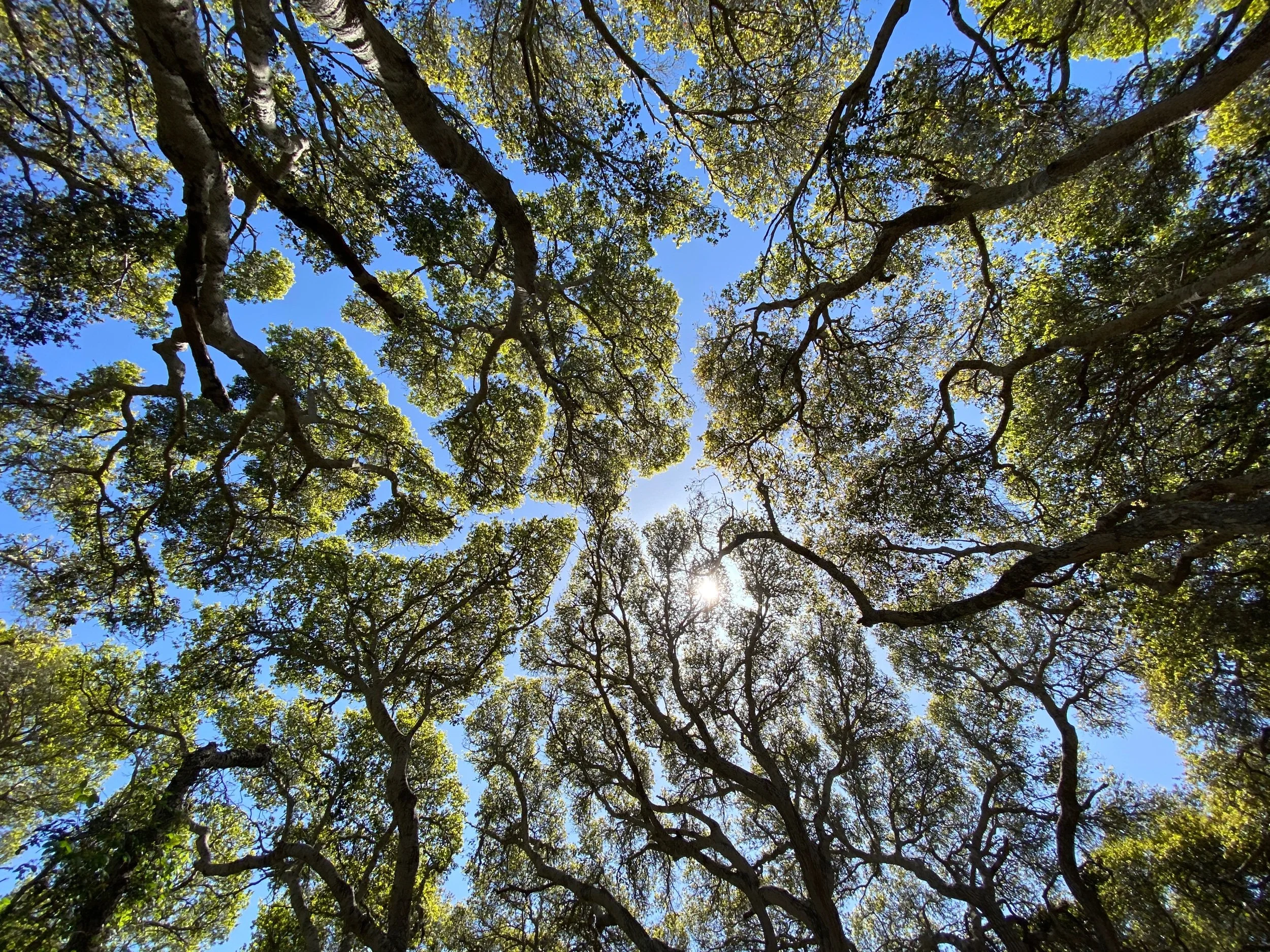 Los Osos, California 