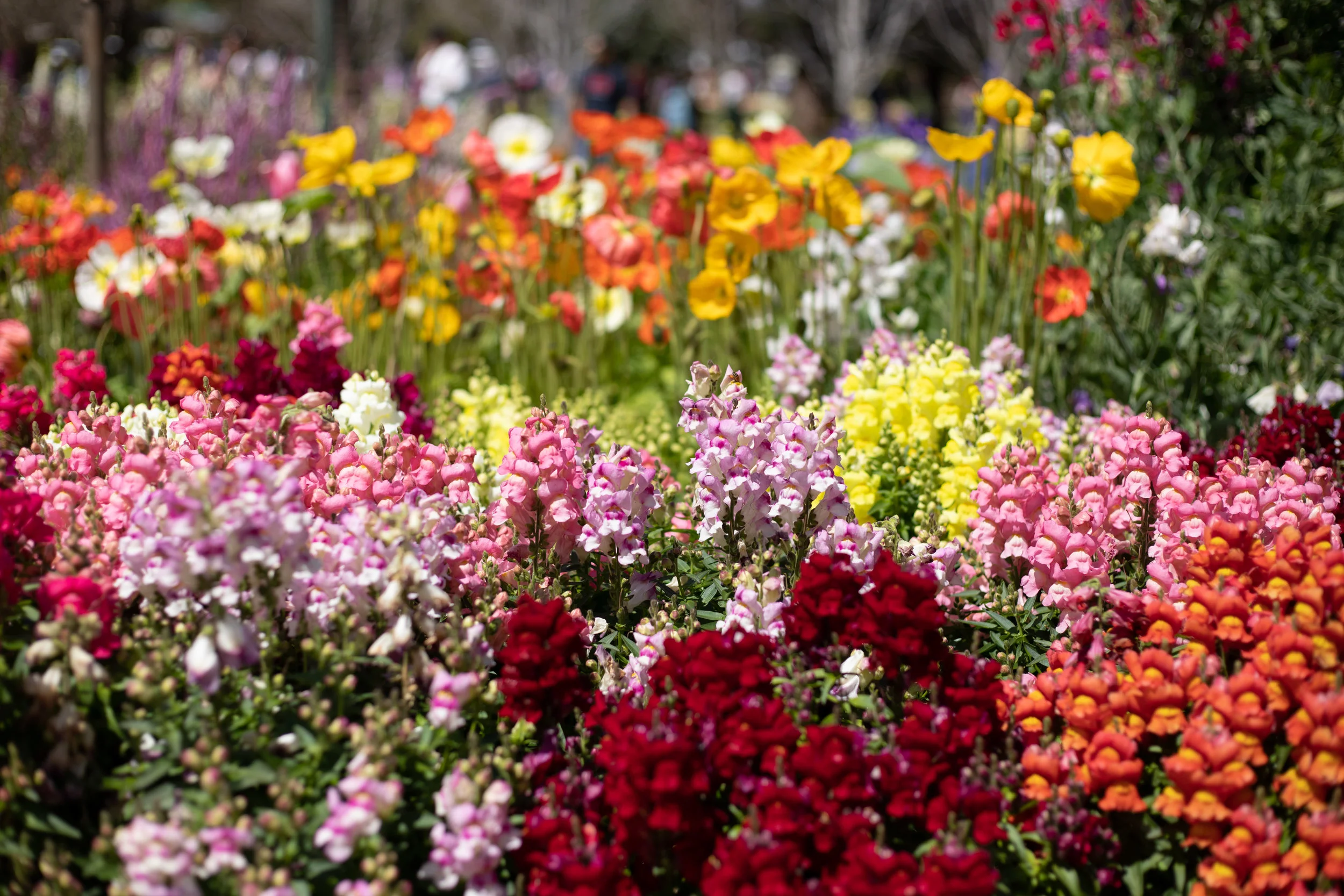 Toowoomba Flower Festival 2018 Best Flower Site