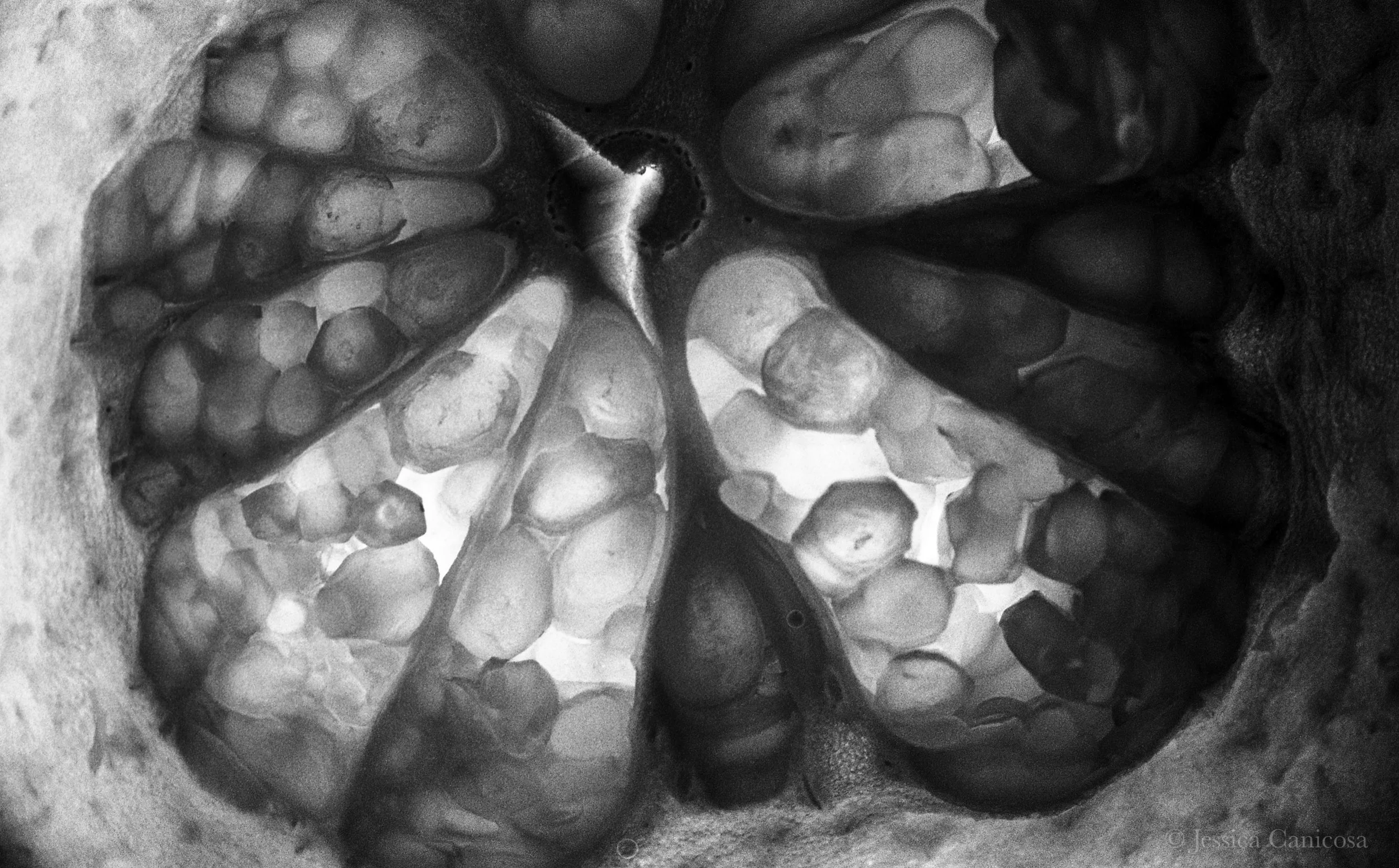 Grapefruit Skin Cut Middle B&W.jpg