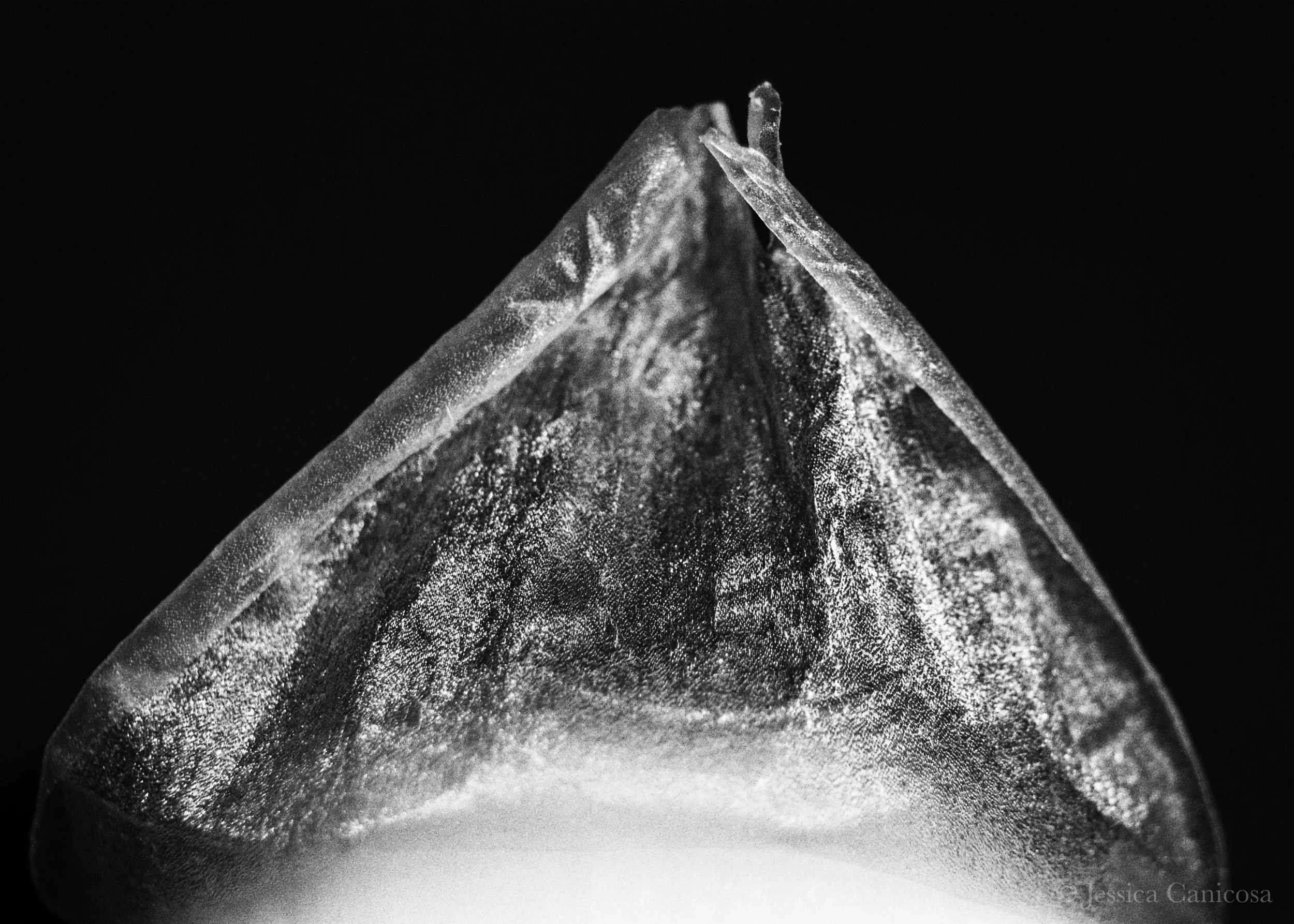 Onion Skin Peeling B&W.jpg