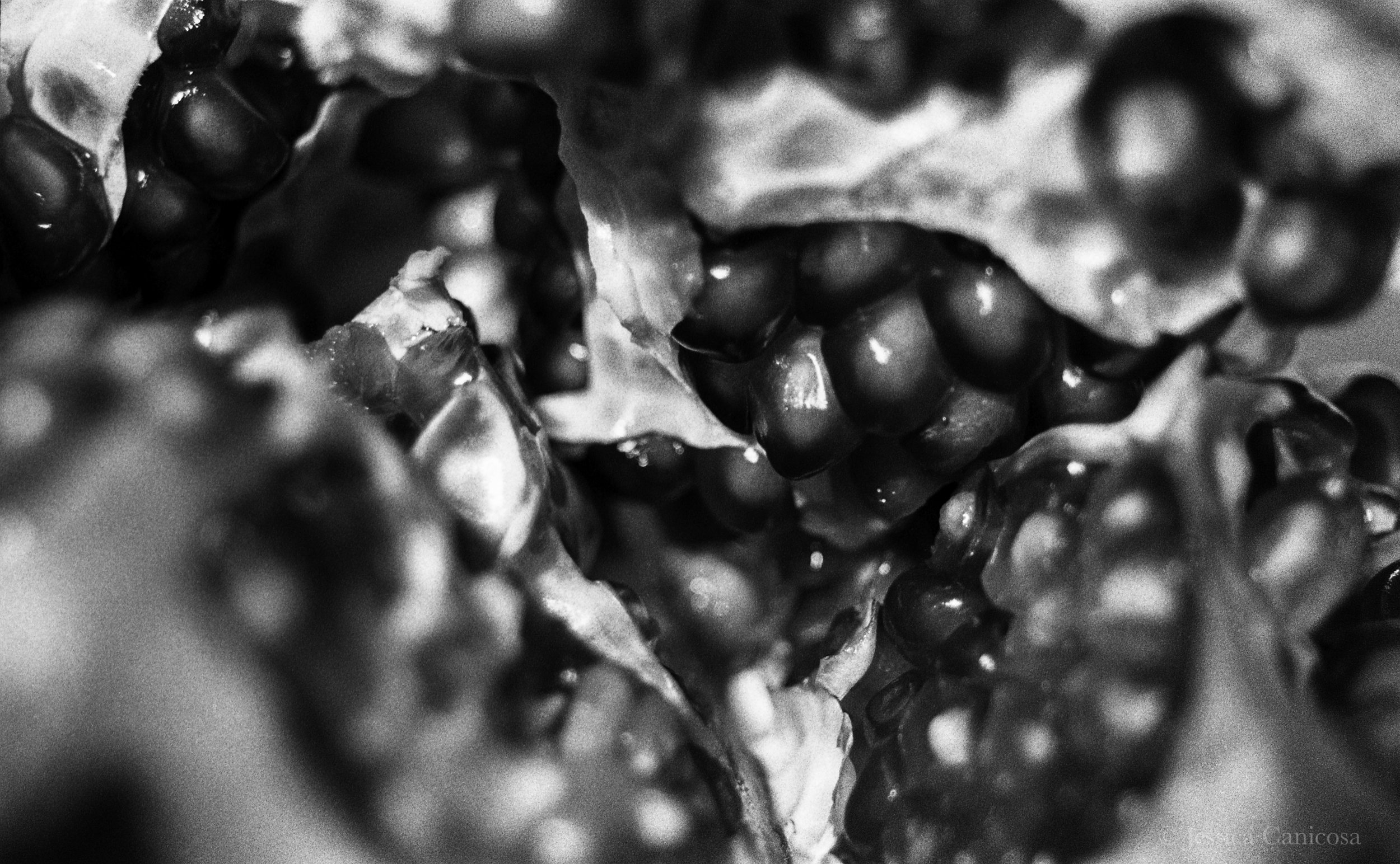 Center of Pomagrante B&W.jpg