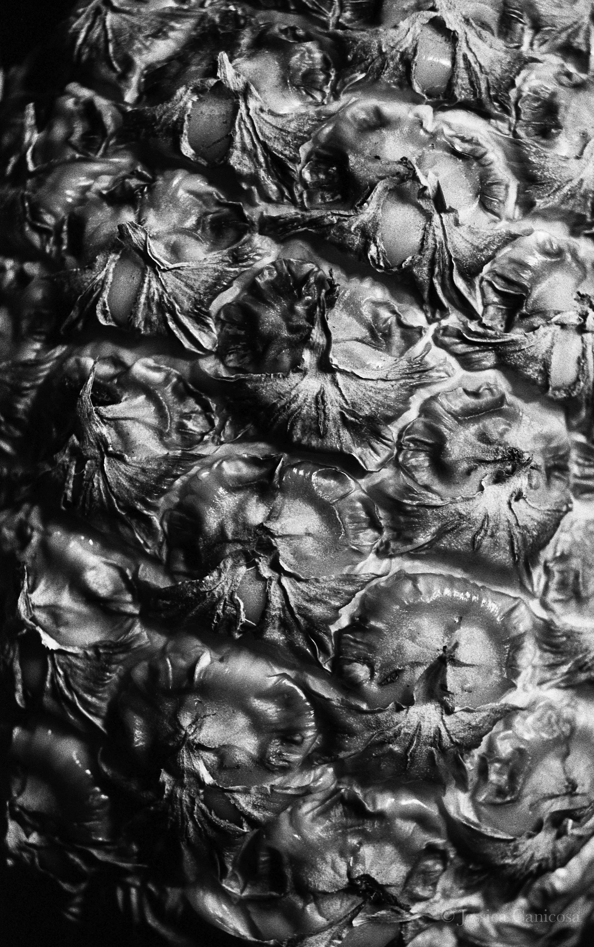 Pineapple B&W.jpg