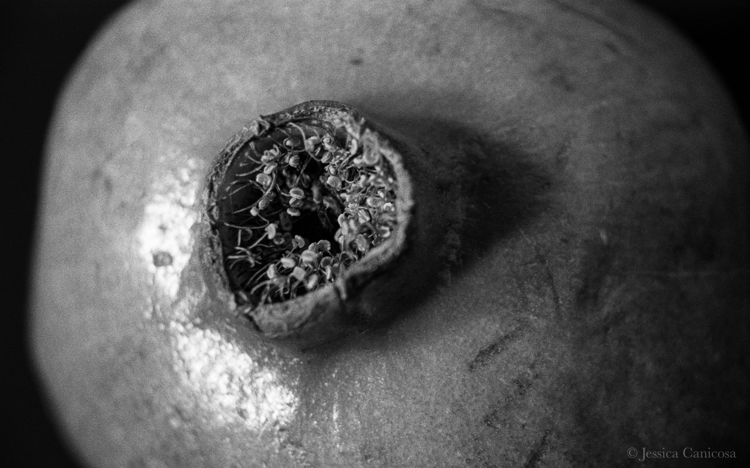 Pom Top B&W.jpg