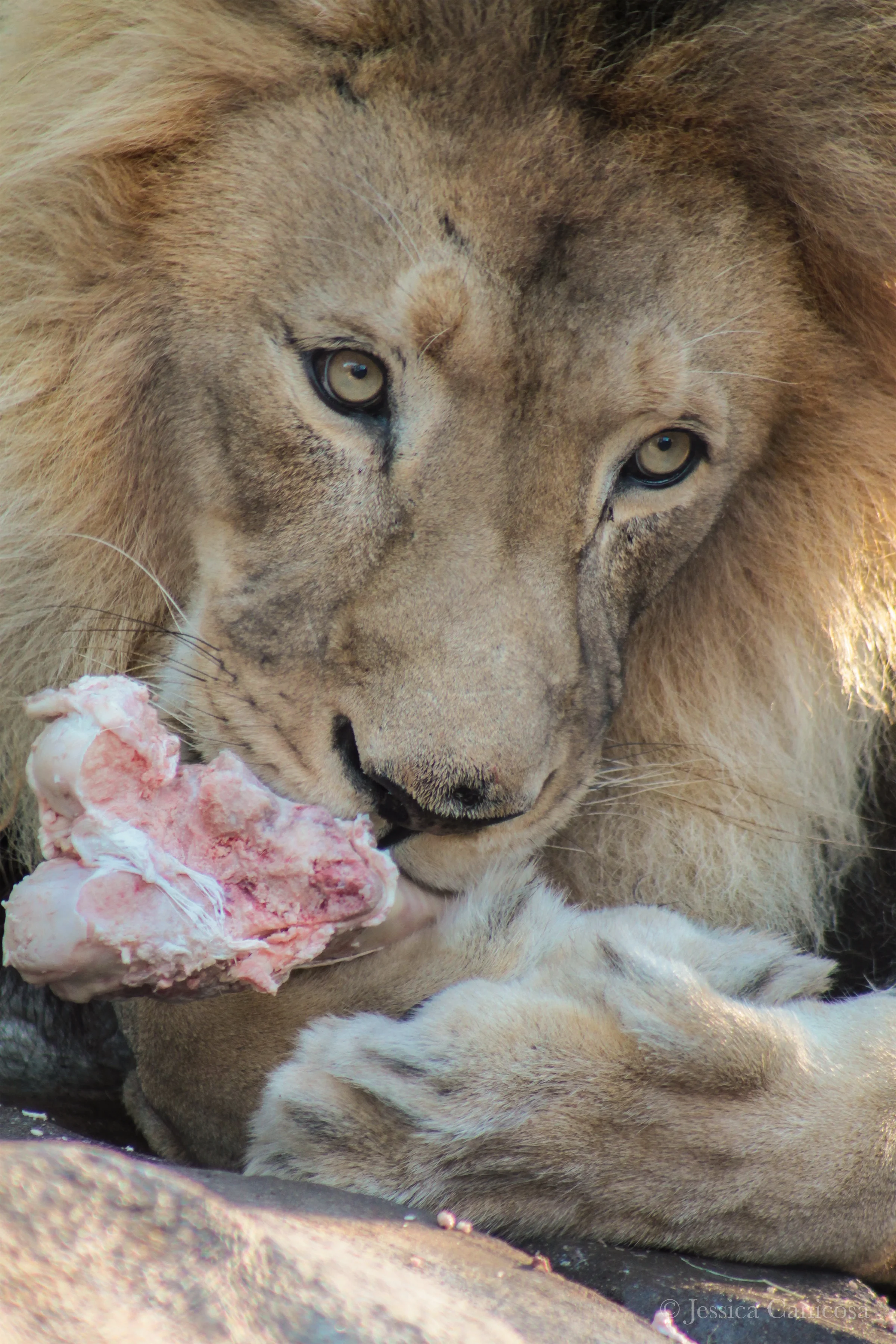Lion Photo.jpg