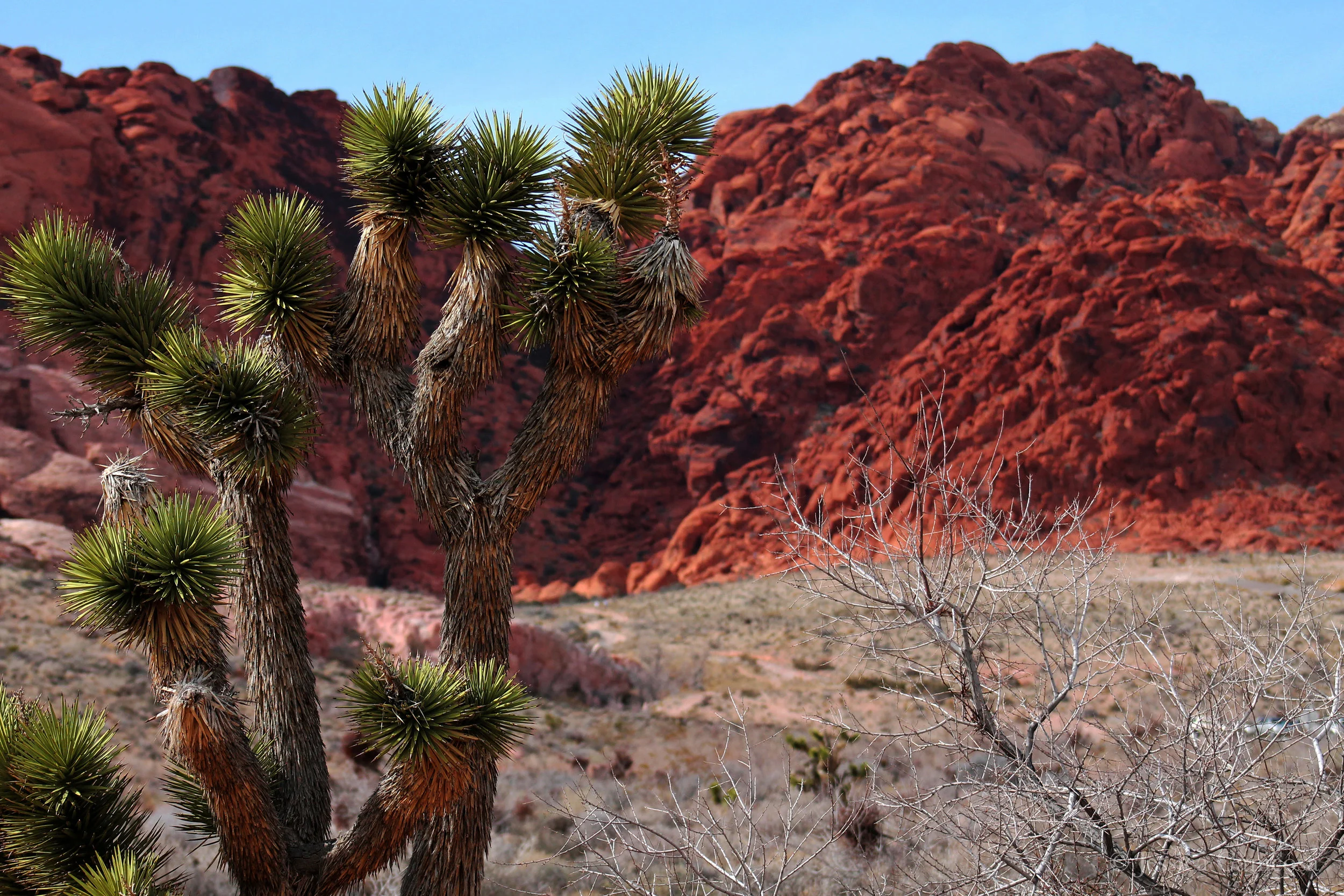 Canicosa Jessica_Burning Desert.jpg
