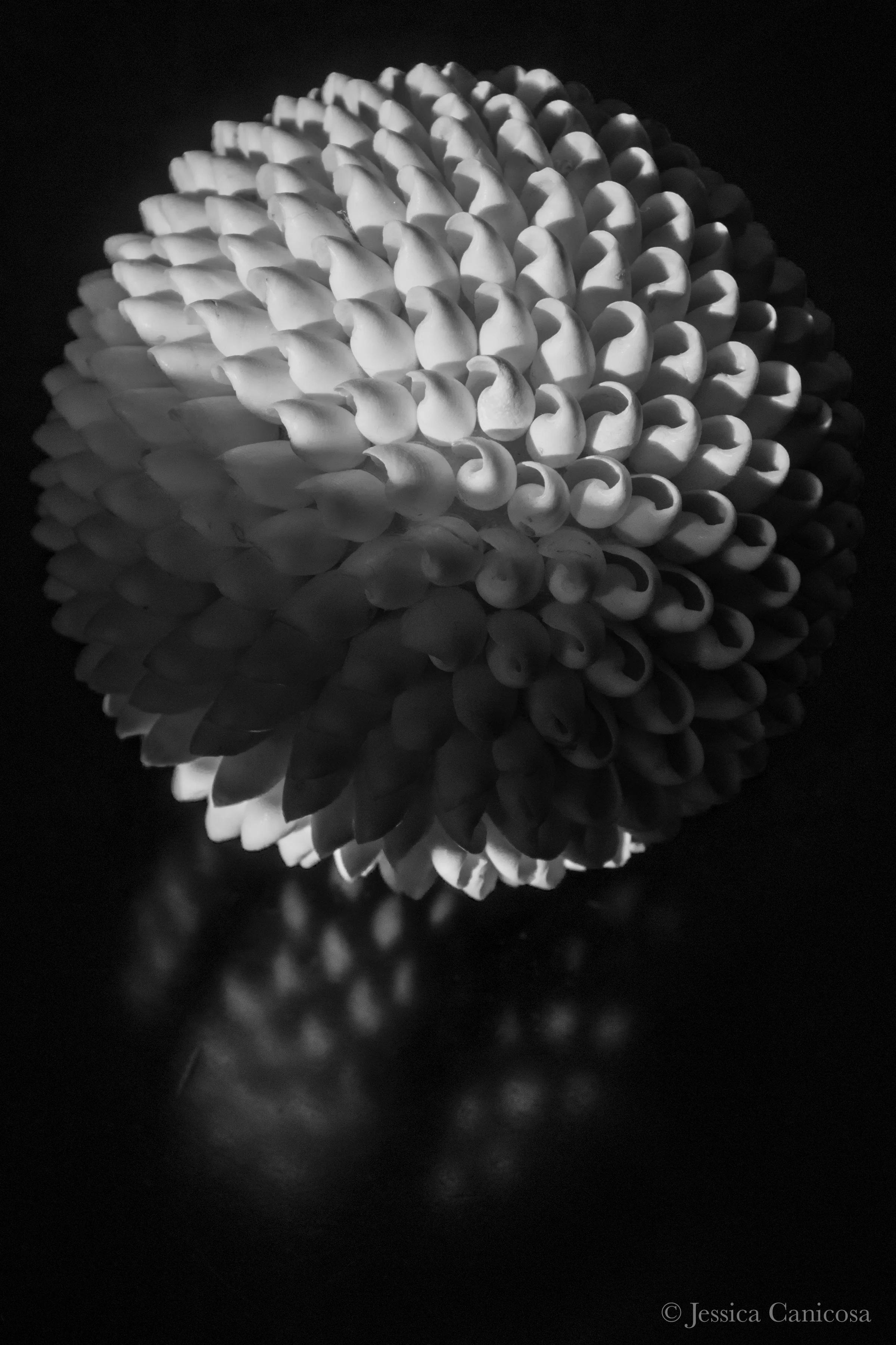Shell ball with reflection.jpg