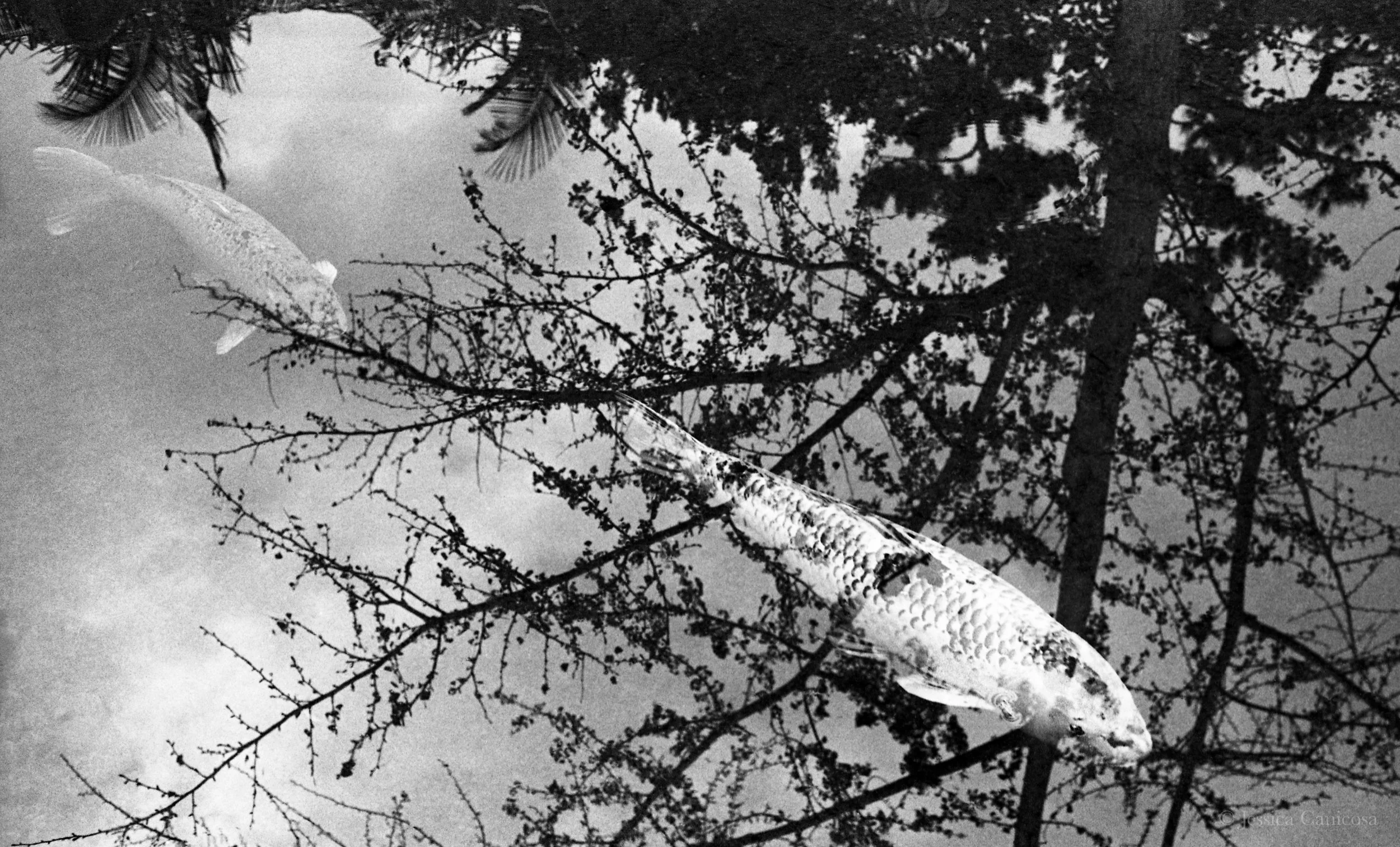 Fish Reflection.jpg