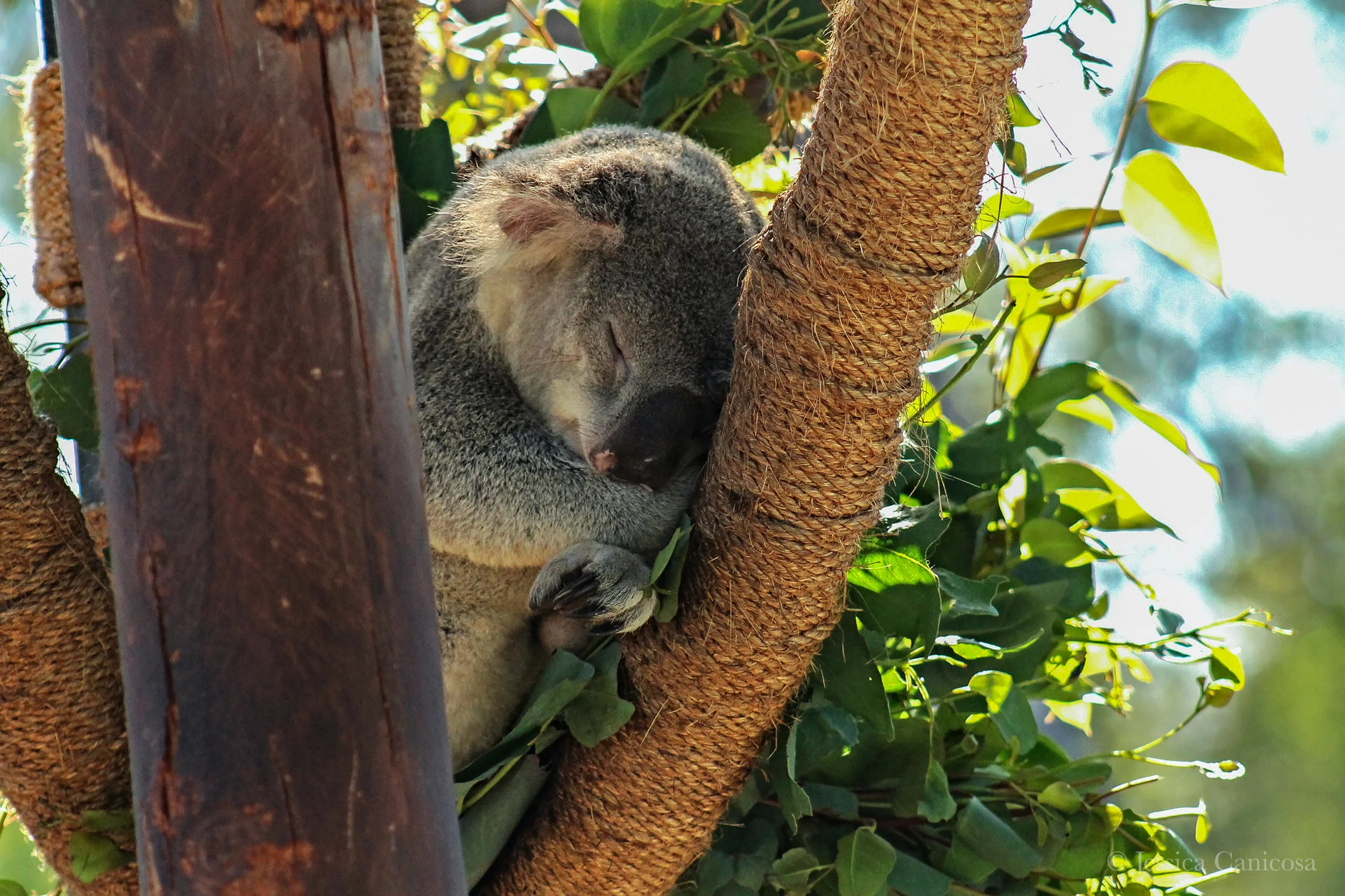 Sleeping Koala.jpg