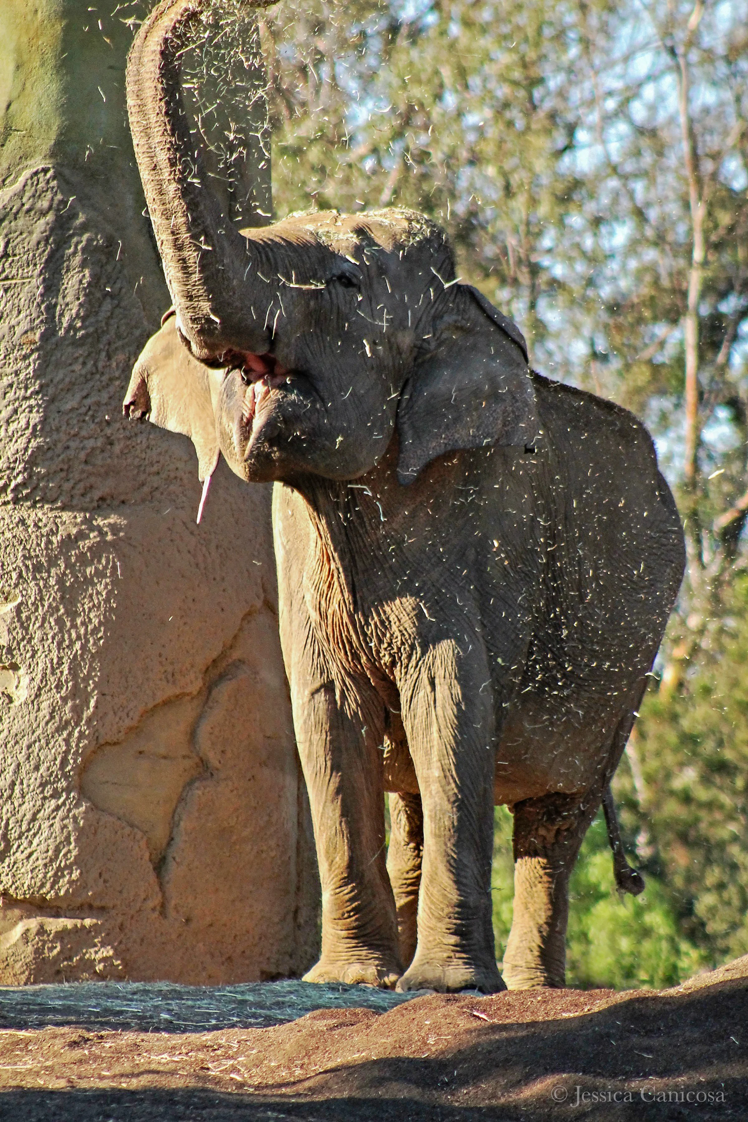 Elephant Grass rain.jpg