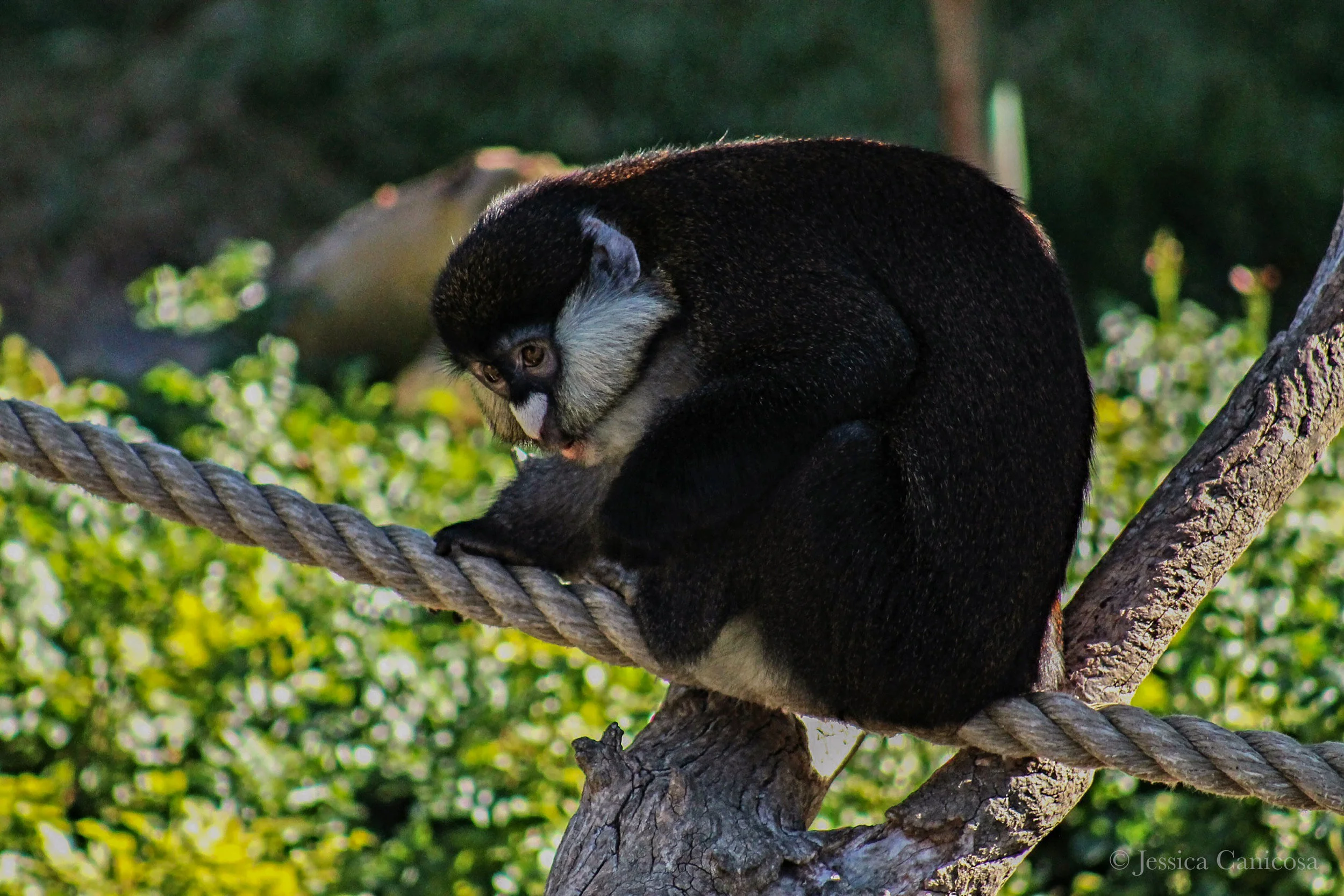Heart-Nose Monkey.jpg