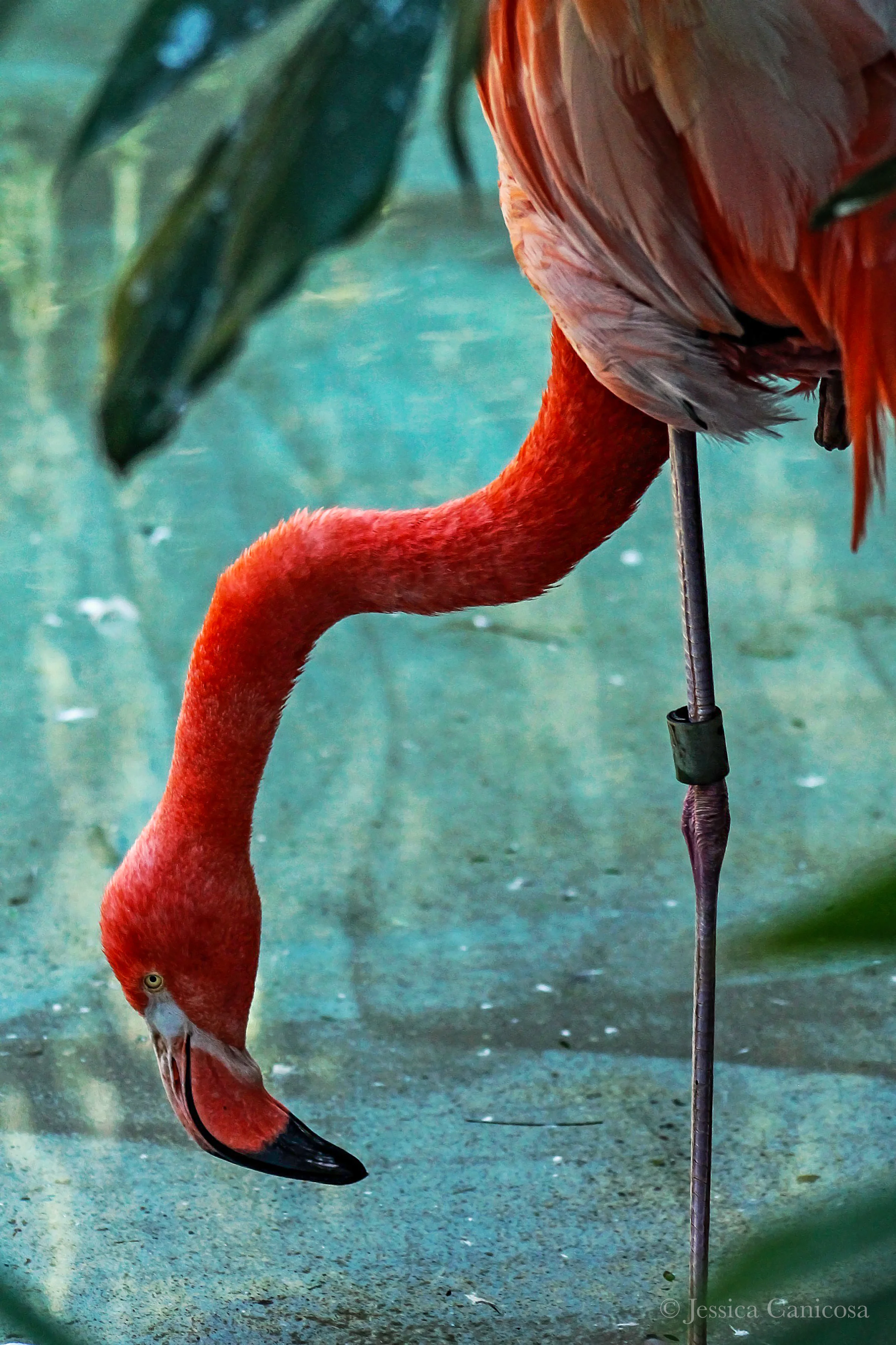Flamingo Water.jpg